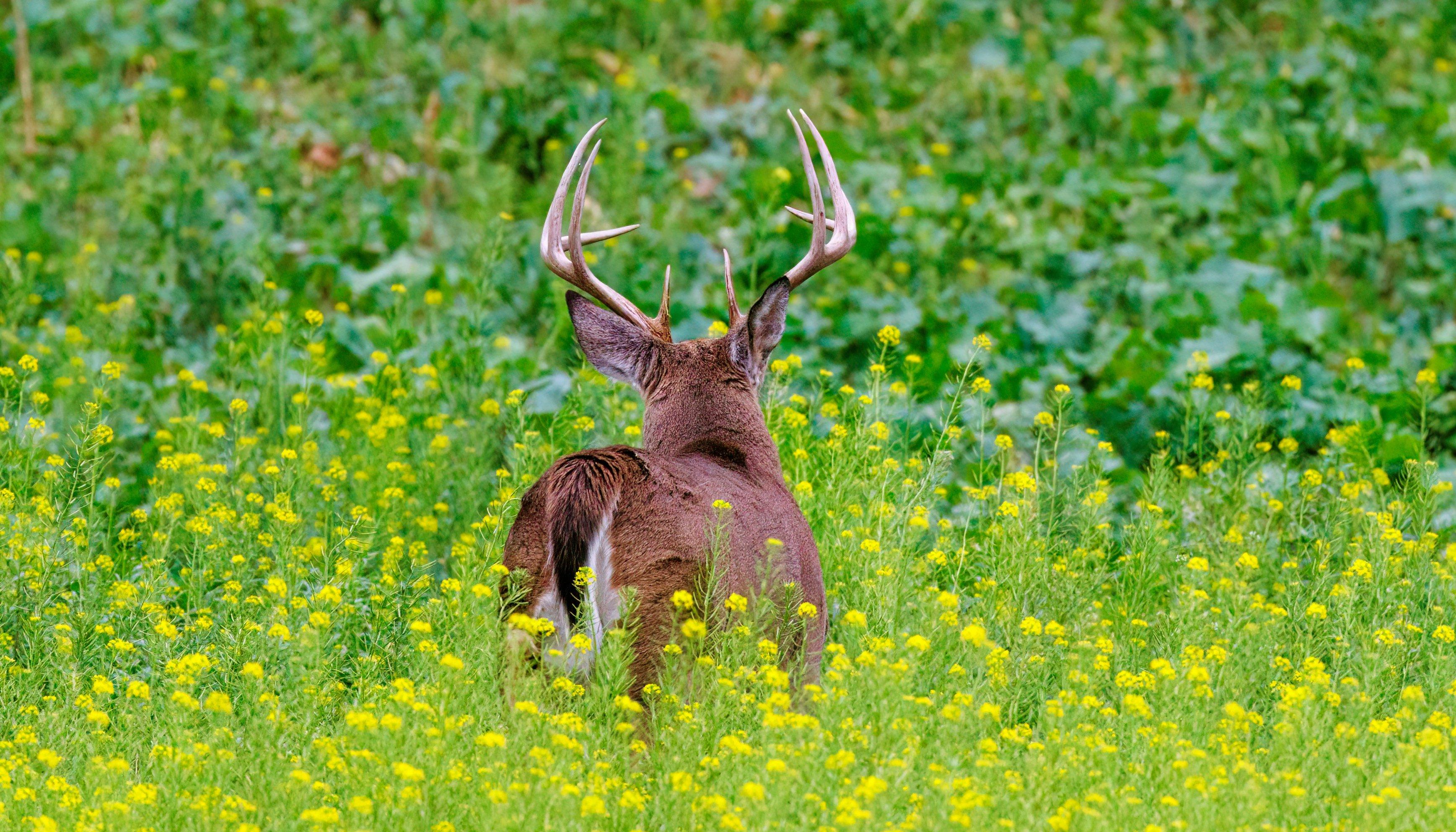 Image: best_day_deer_16