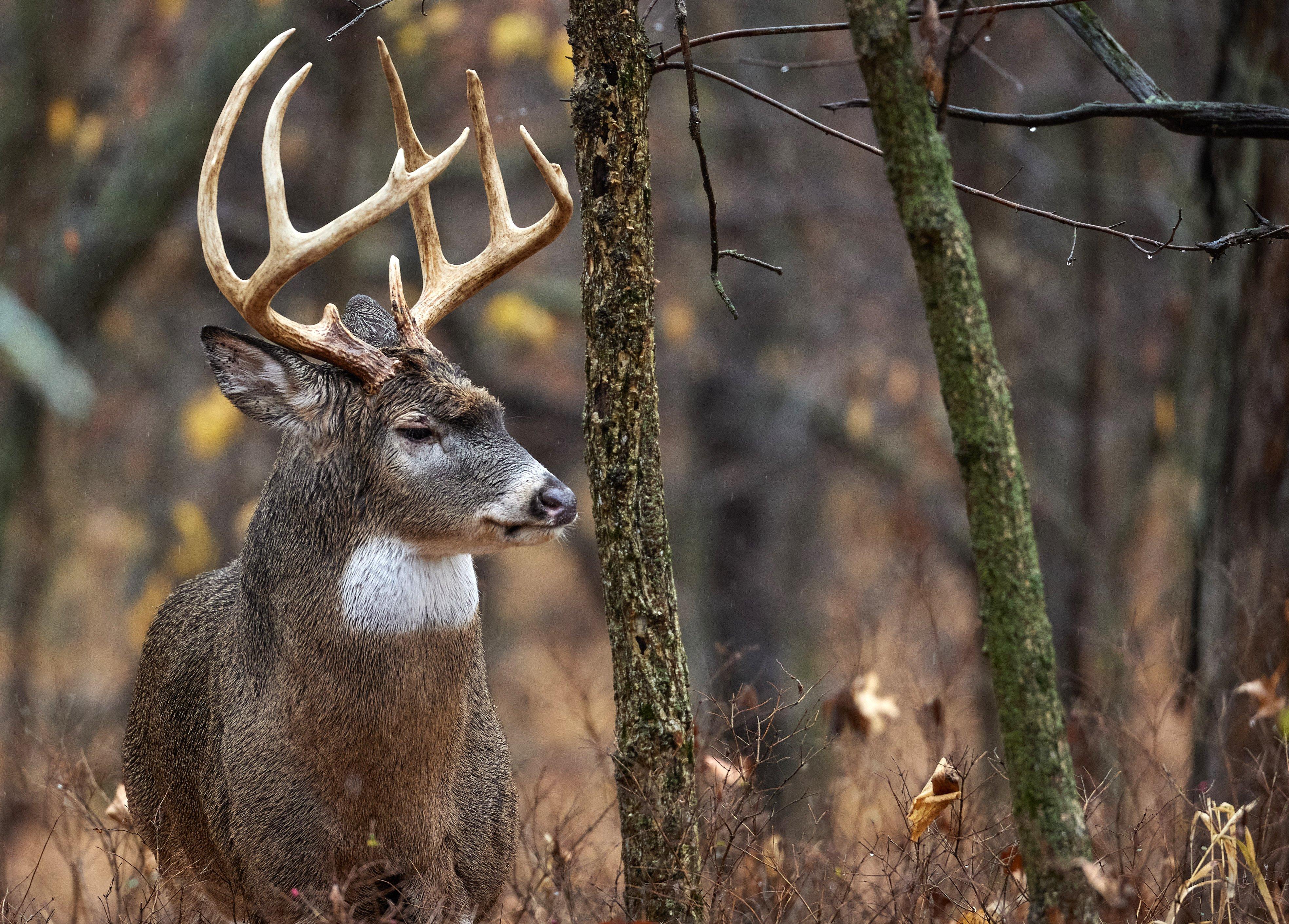 Deer Hunting Moon Phase Calendar 2025 Illinois