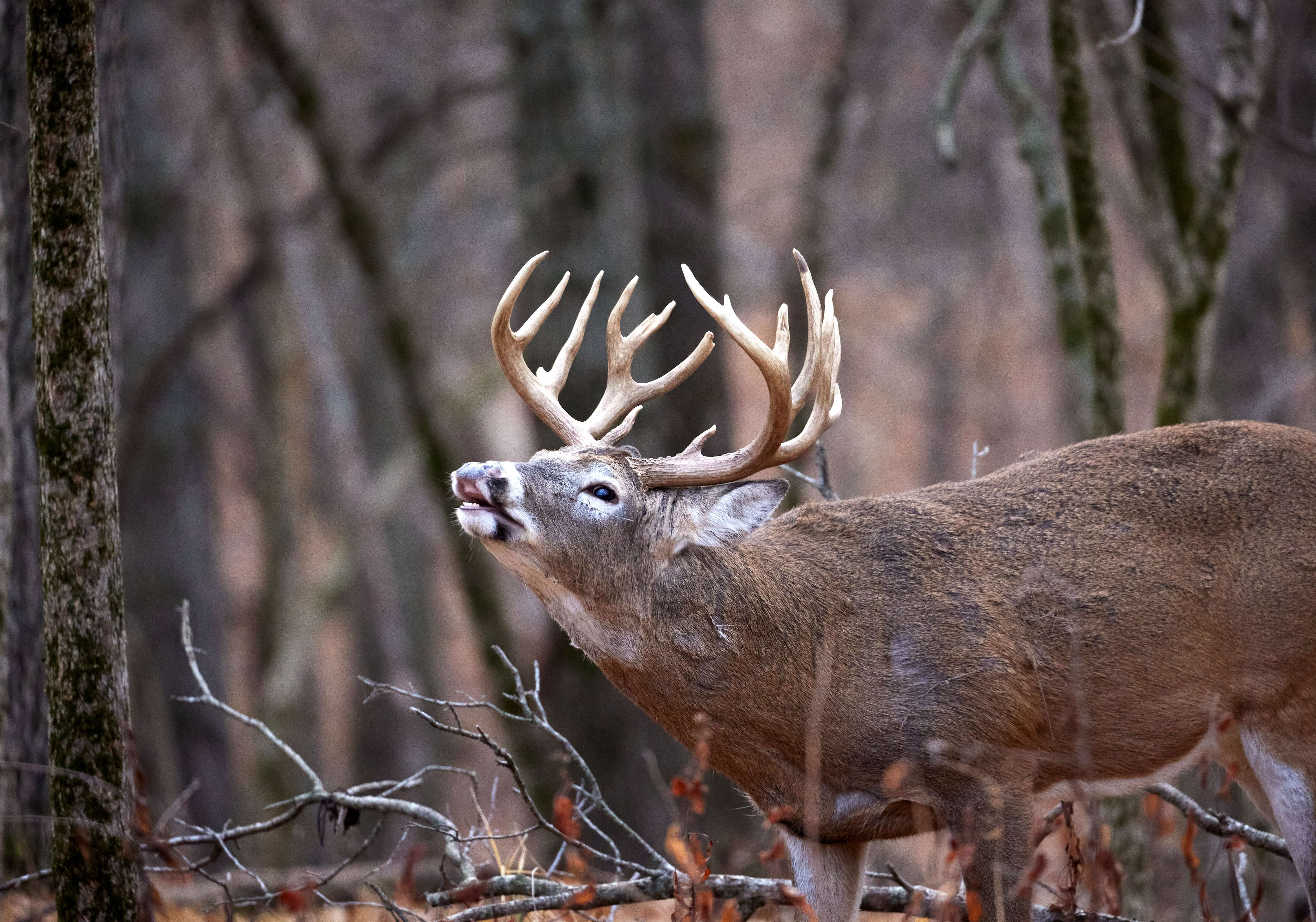 The Best Days to Deer Hunt in 2025