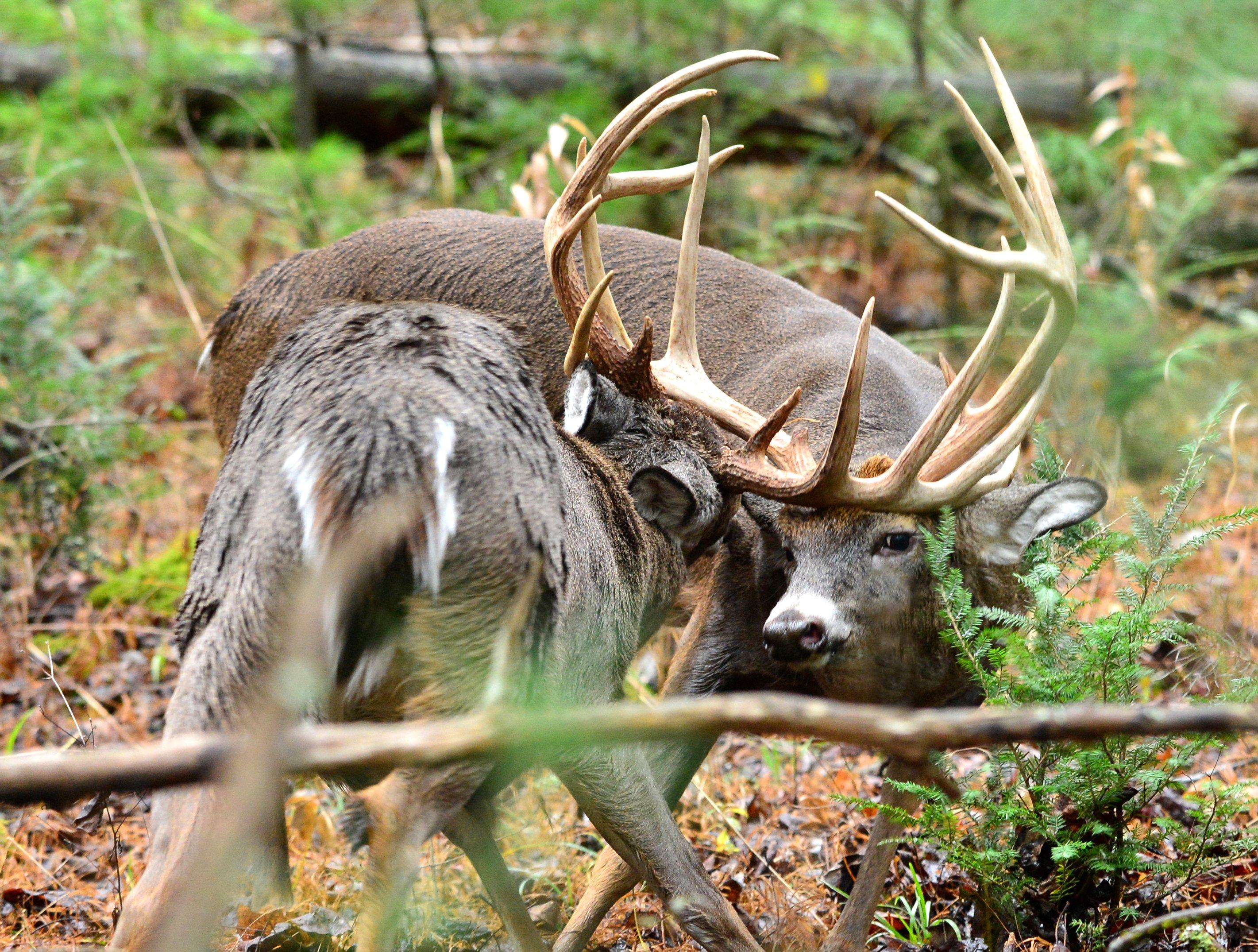 Image: best_days_deer_4