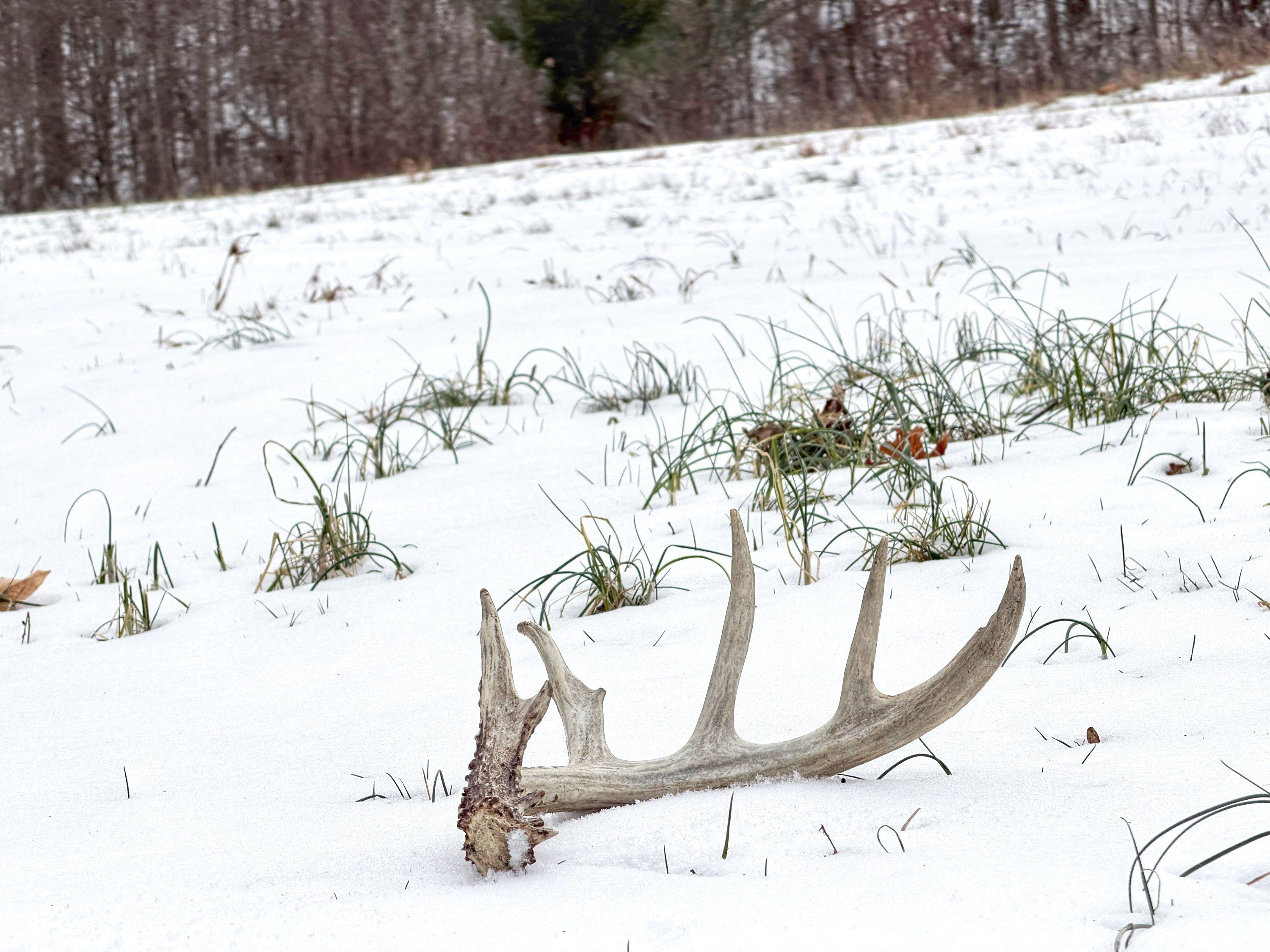 Image: best_shed_spots