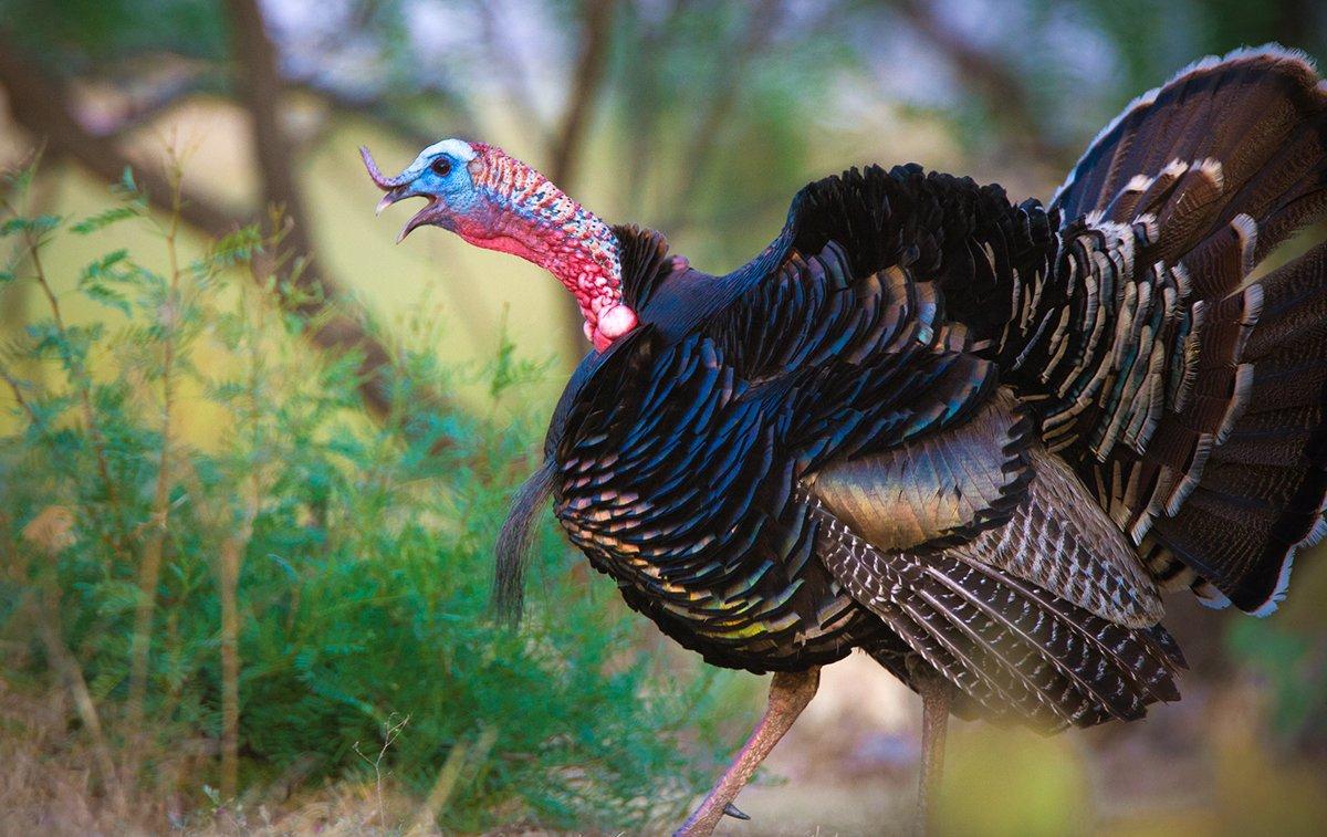 A half-million turkeys live in Texas; mostly Rios, but even some Easterns. Image by Russell Graves