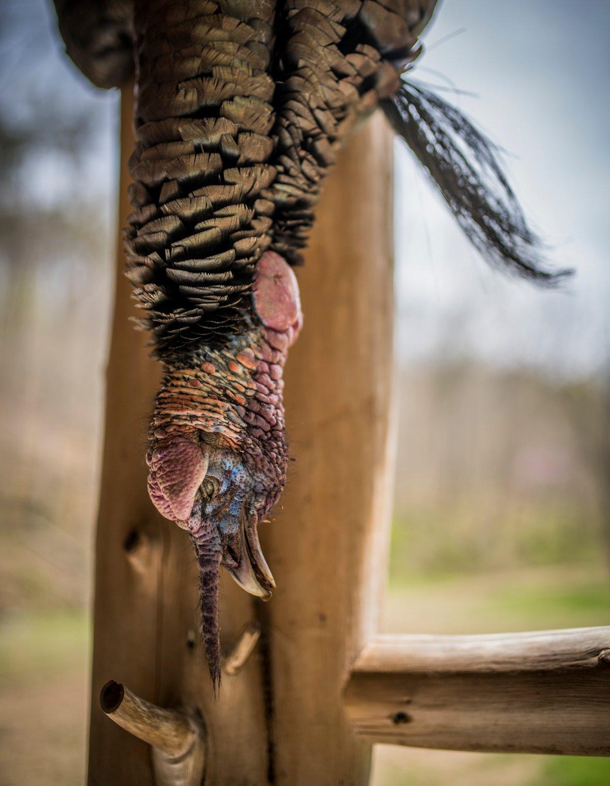 Cooking wild turkey well extends the hunt. © Bill Konway photo