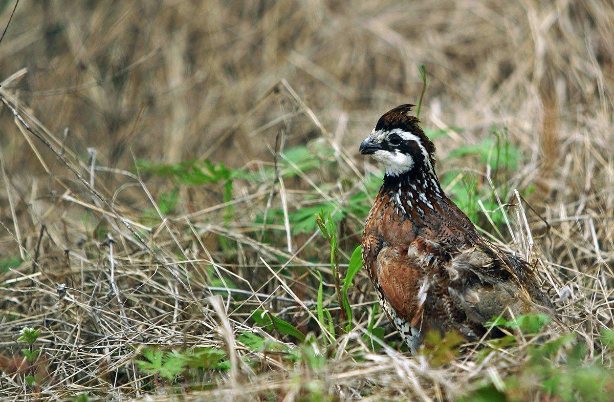 bobwhite quail