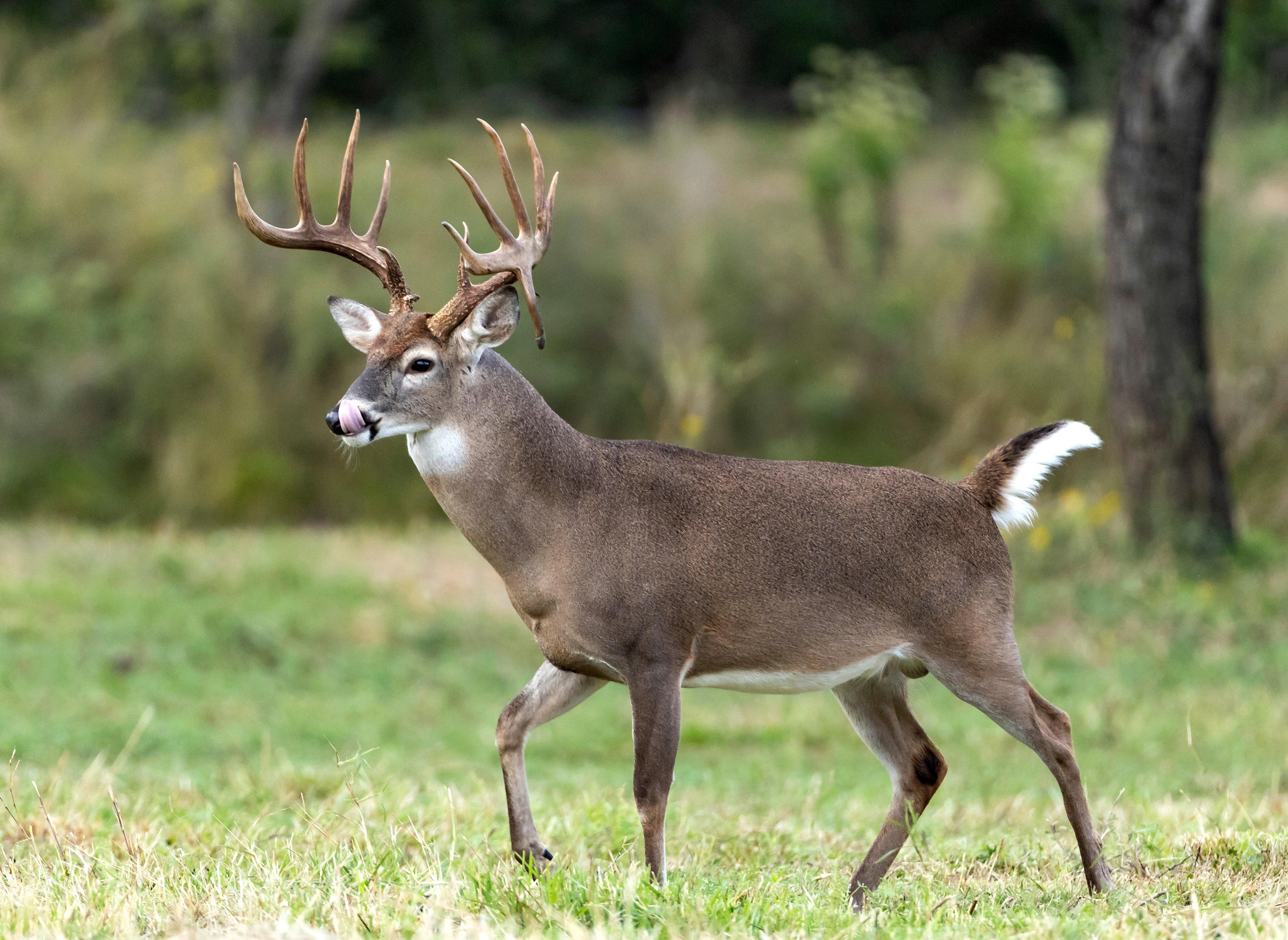 Image: big_buck_tiny_prop_3