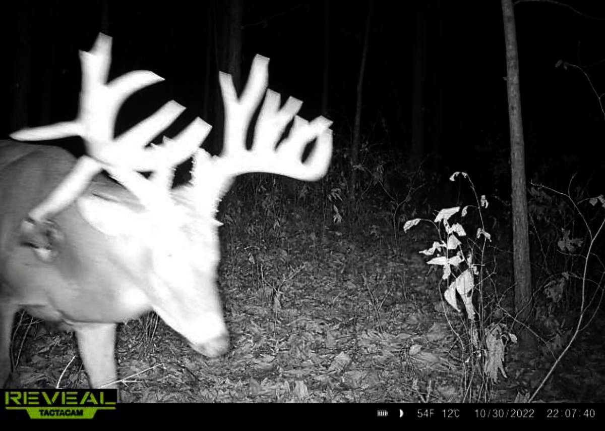 The giant buck had been on trail camera at the property that Billings hunts since early in October. Image courtesy of Hank Billings