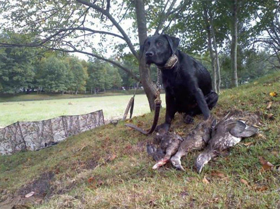 Three wood ducks provided a big day for the author and Birdie. Photo © Brian Lovett