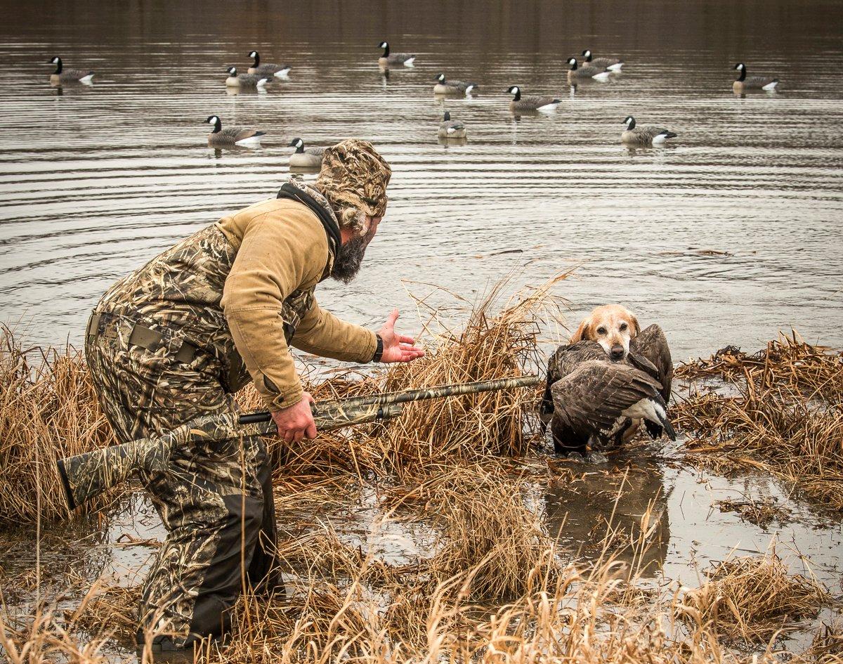 Image: bird_flu_waterfowl