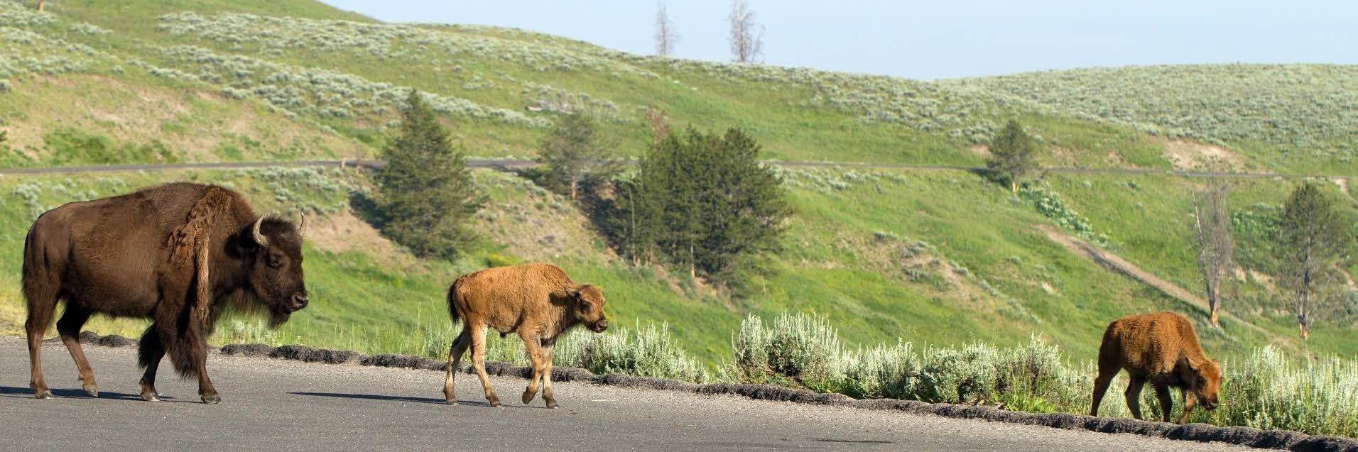 Yellowstone tourists ticketed for putting bison calf in vehicle. ©Martha Marks/Shutterstock