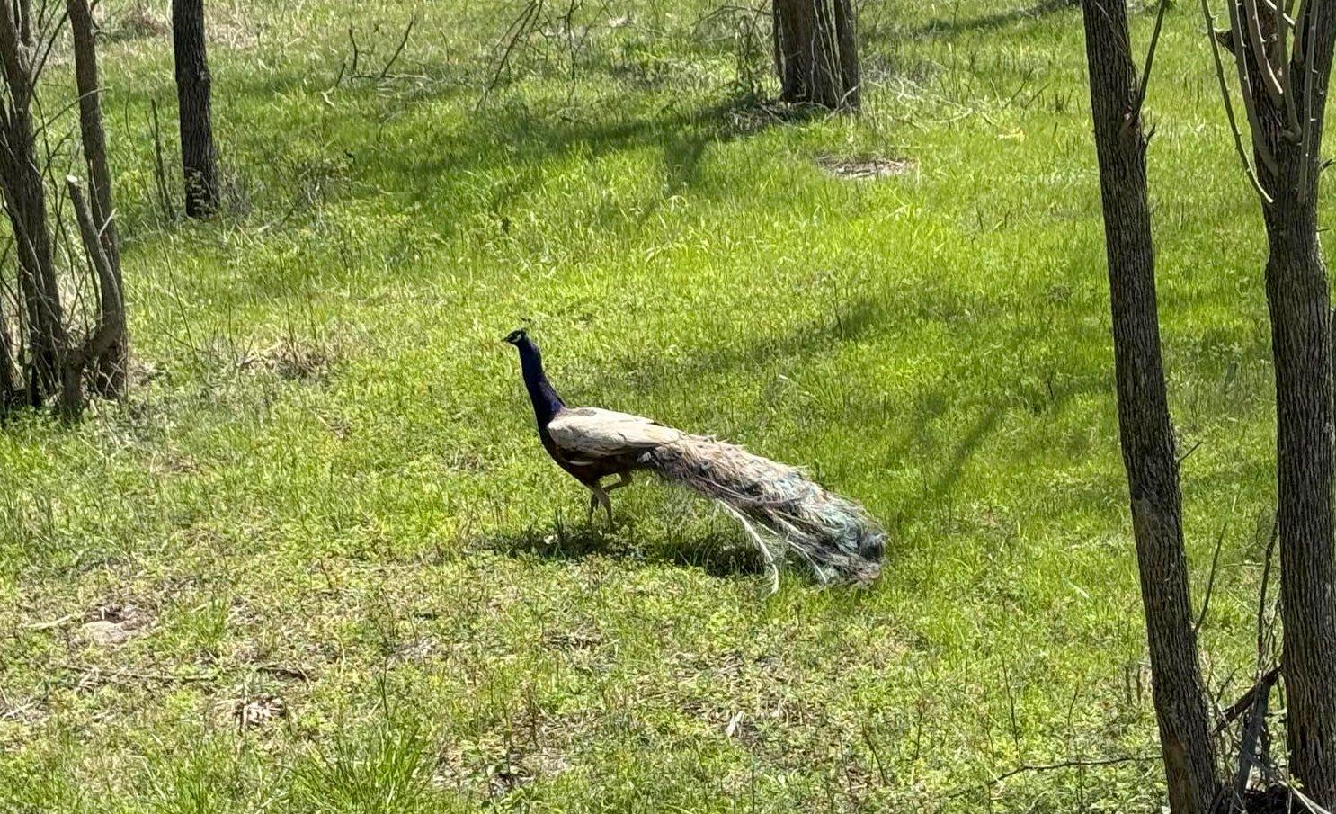 Image: bizarre_turkey_6