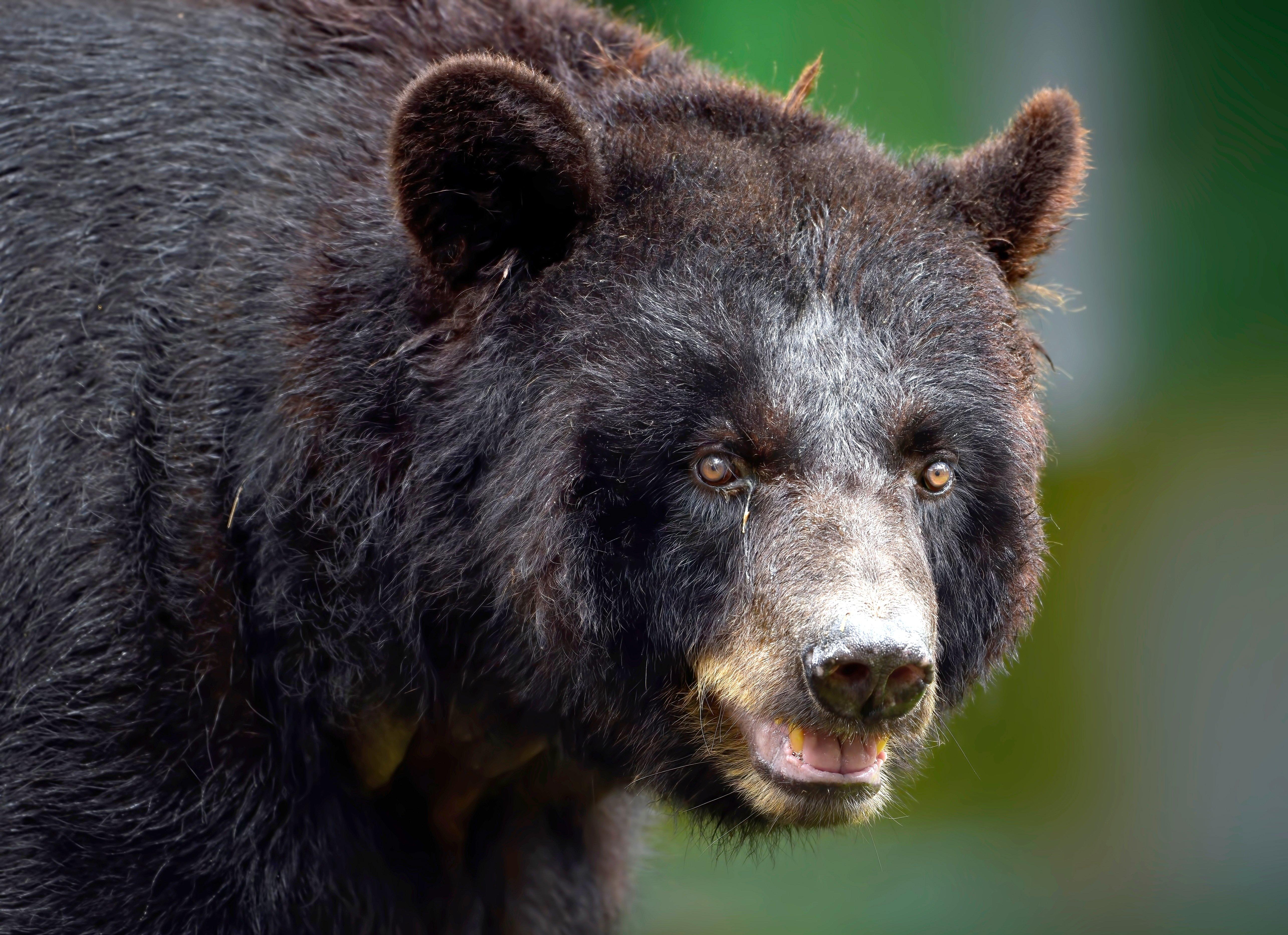 Image: black_bear_pa