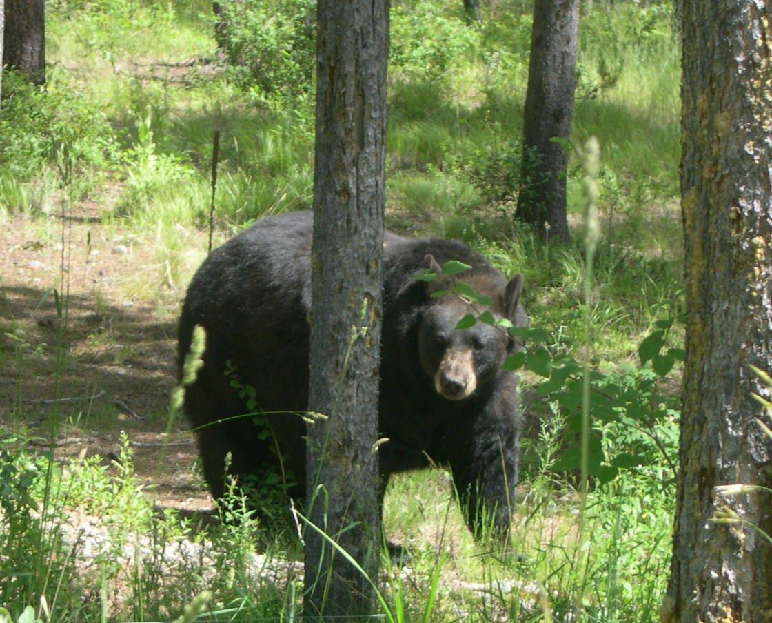 Biologists are confident they killed the bear that fatally mauled a teenage boy. Photo by Stephanie Mallory