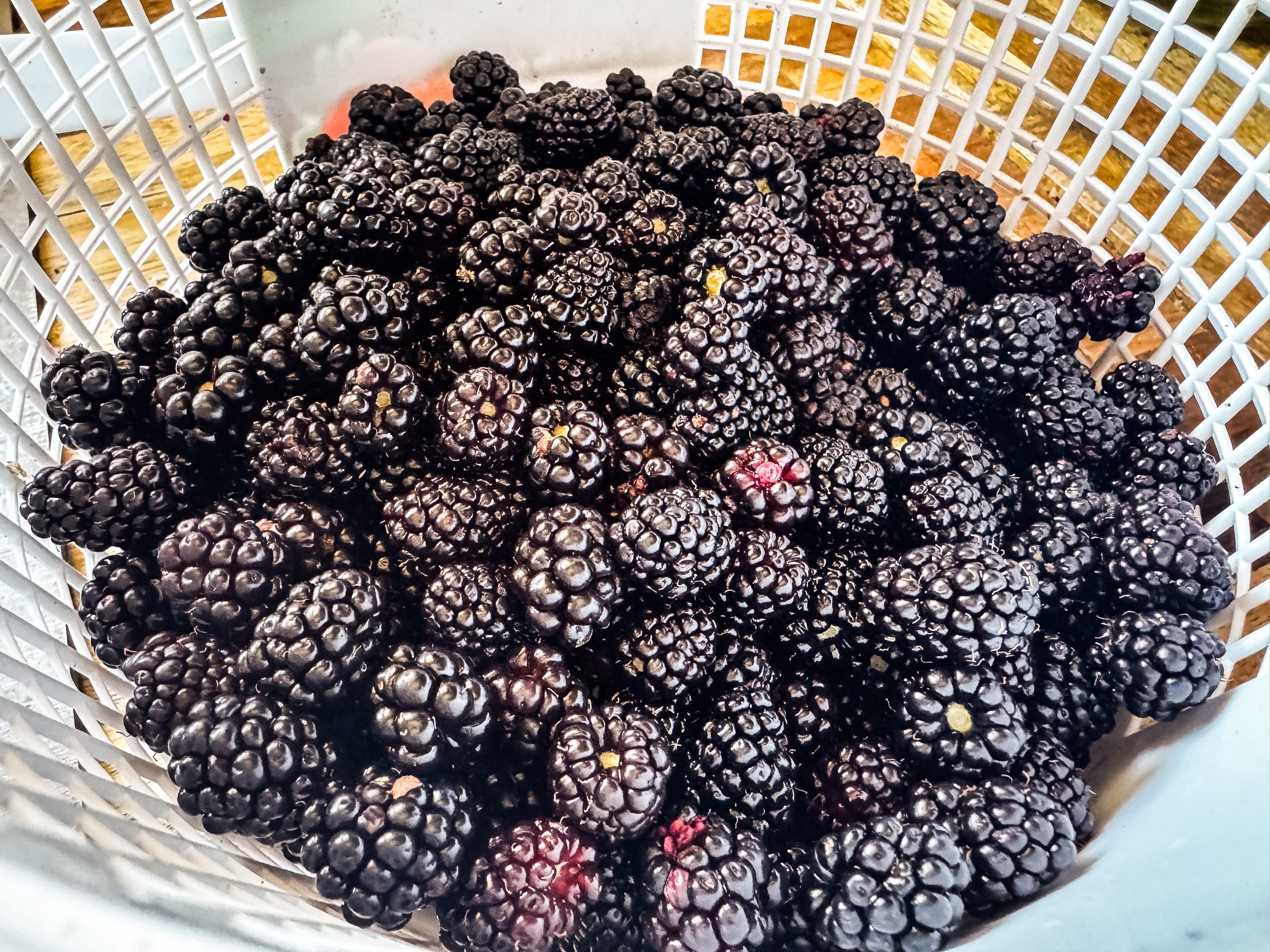 Image: blackberry_scone_1