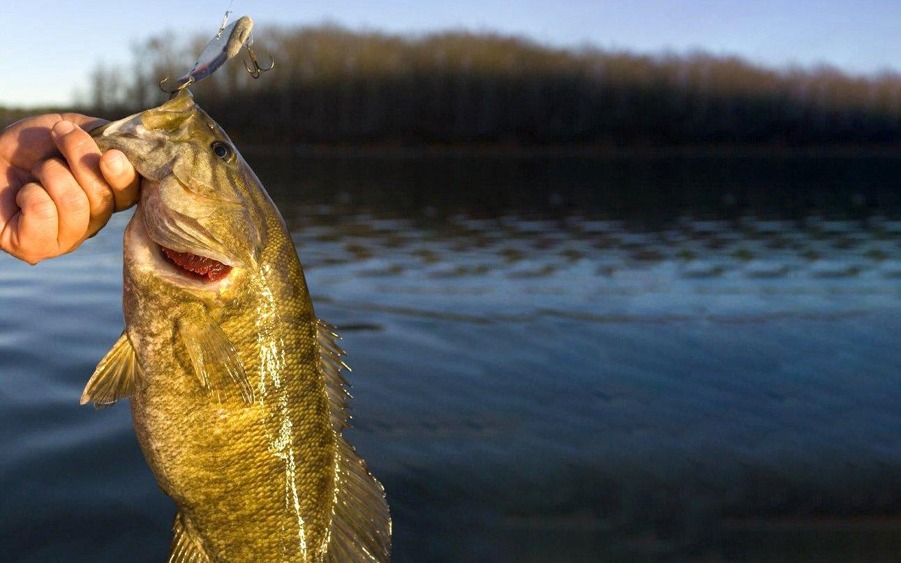 Image: blade_baits_4