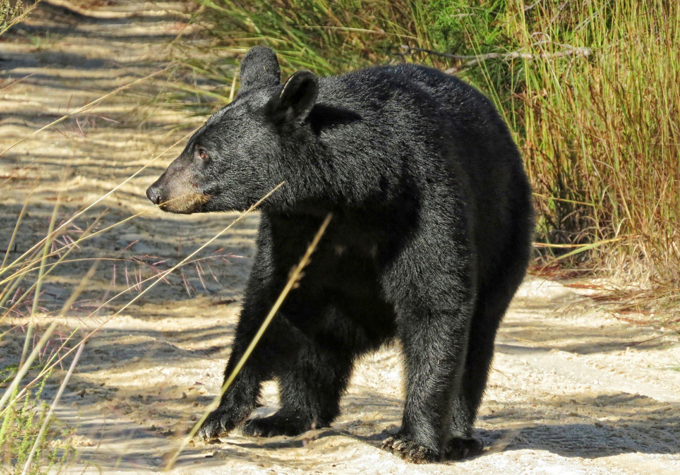 Image: blk_bear_hunt