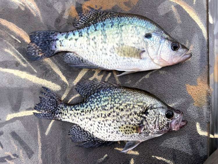 HOW TO CHOOSE THE RIGHT CRAPPIE BAIT COLOR FOR ANY SCENARIO