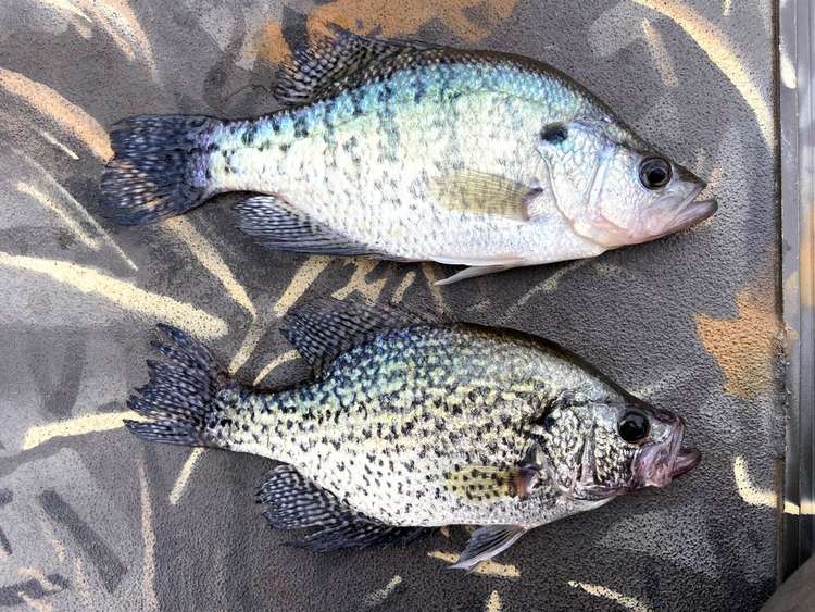 White Crappie vs. Black Crappie: What’s the Difference? Image