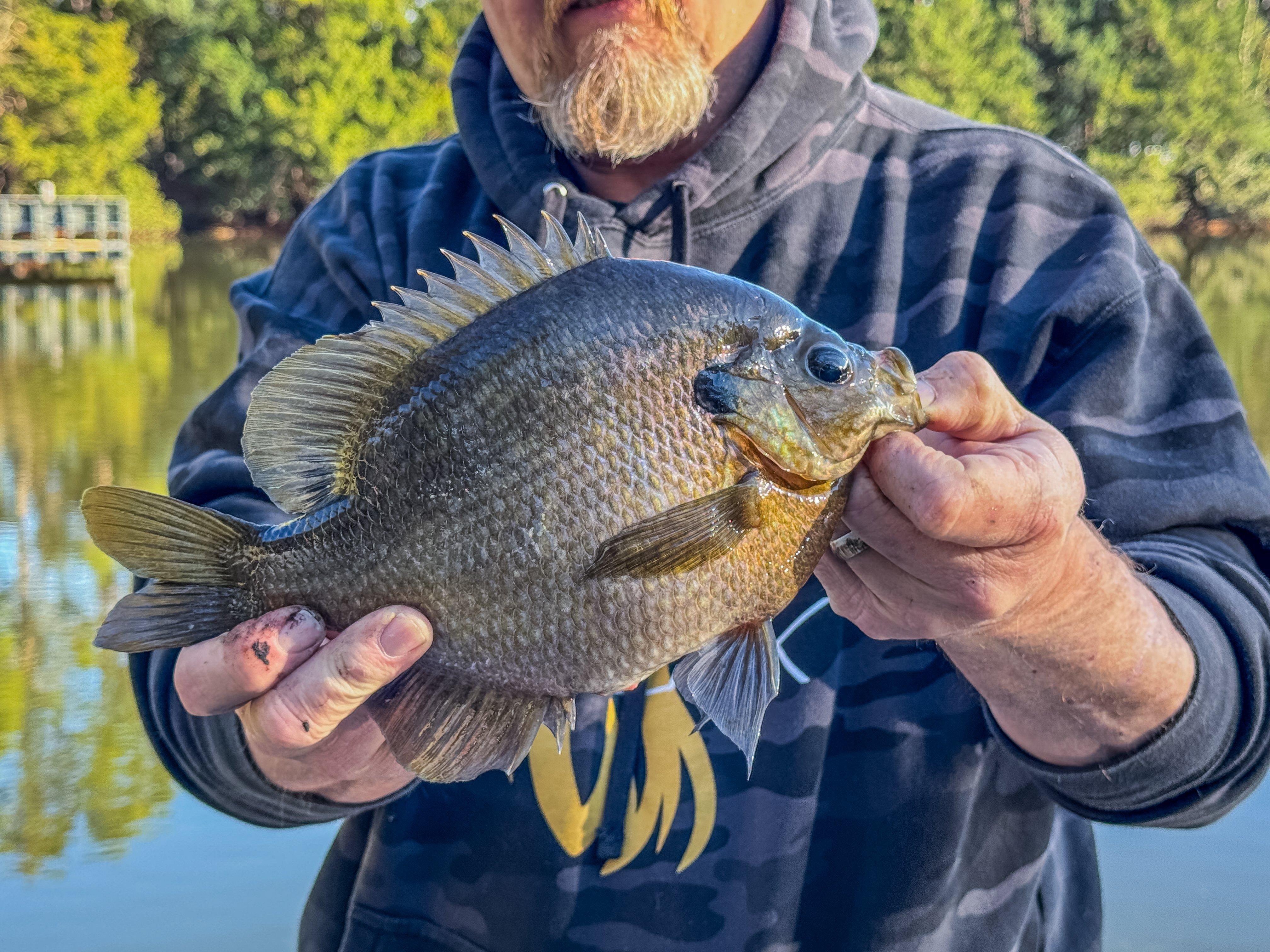 Image: bluegill_1