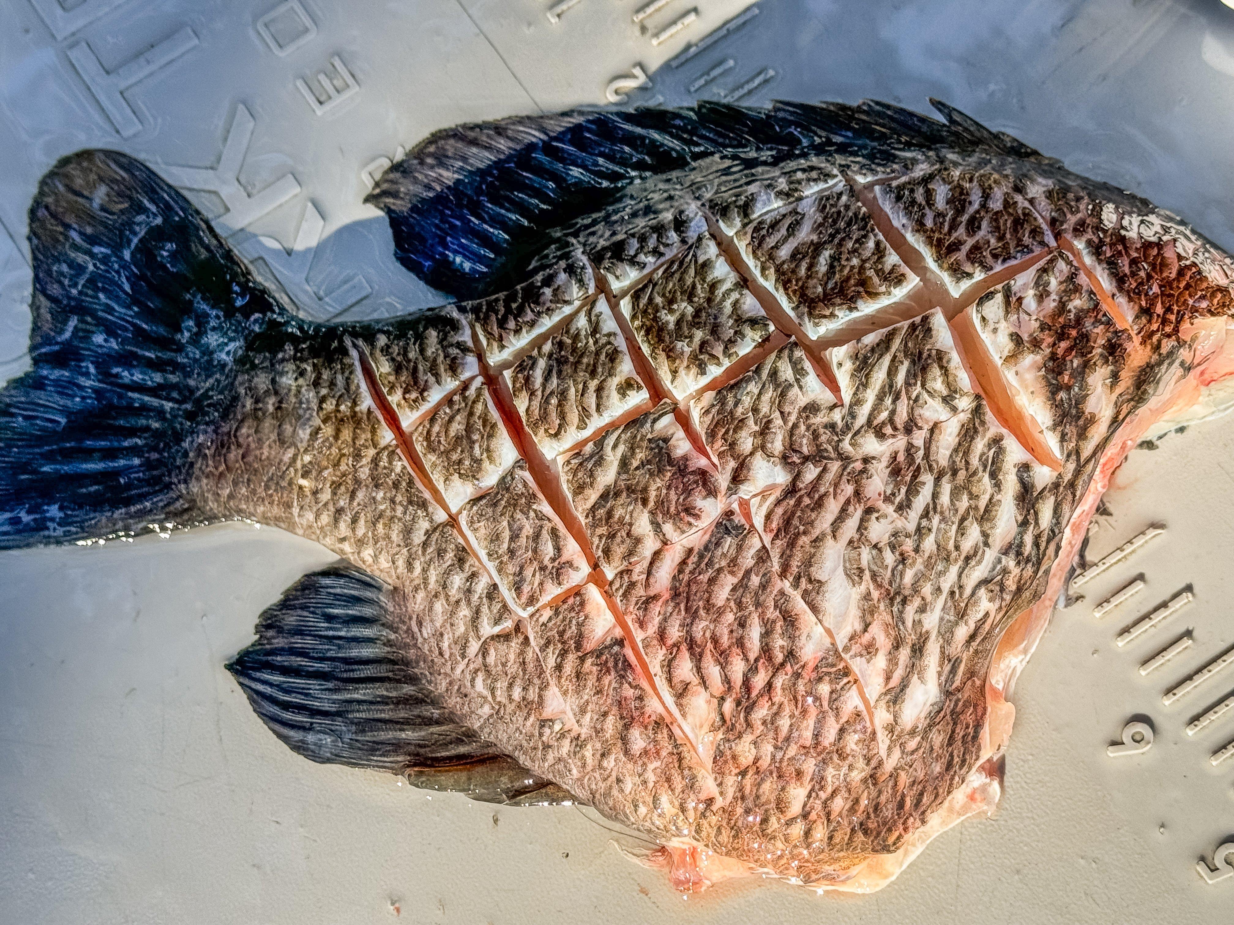 Image: bluegill_2