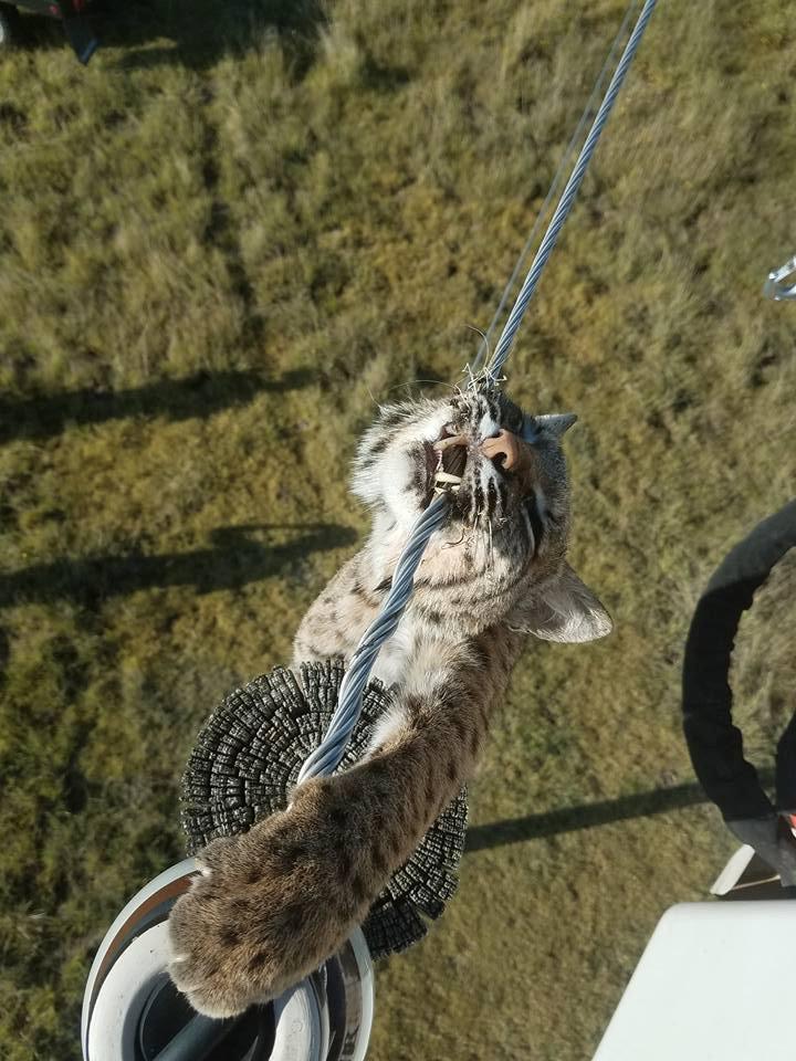 The bobcat had climbed 35 feet up the power pole. Photo by Chris Oliver
