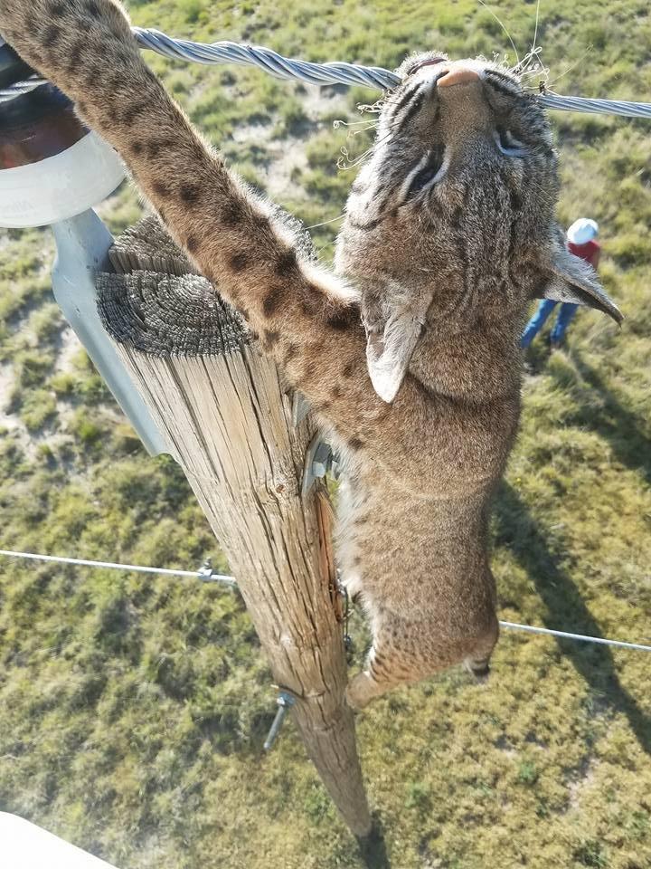 No one knows why the bobcat decided to bite down on the power line. Photo by Chris Oliver