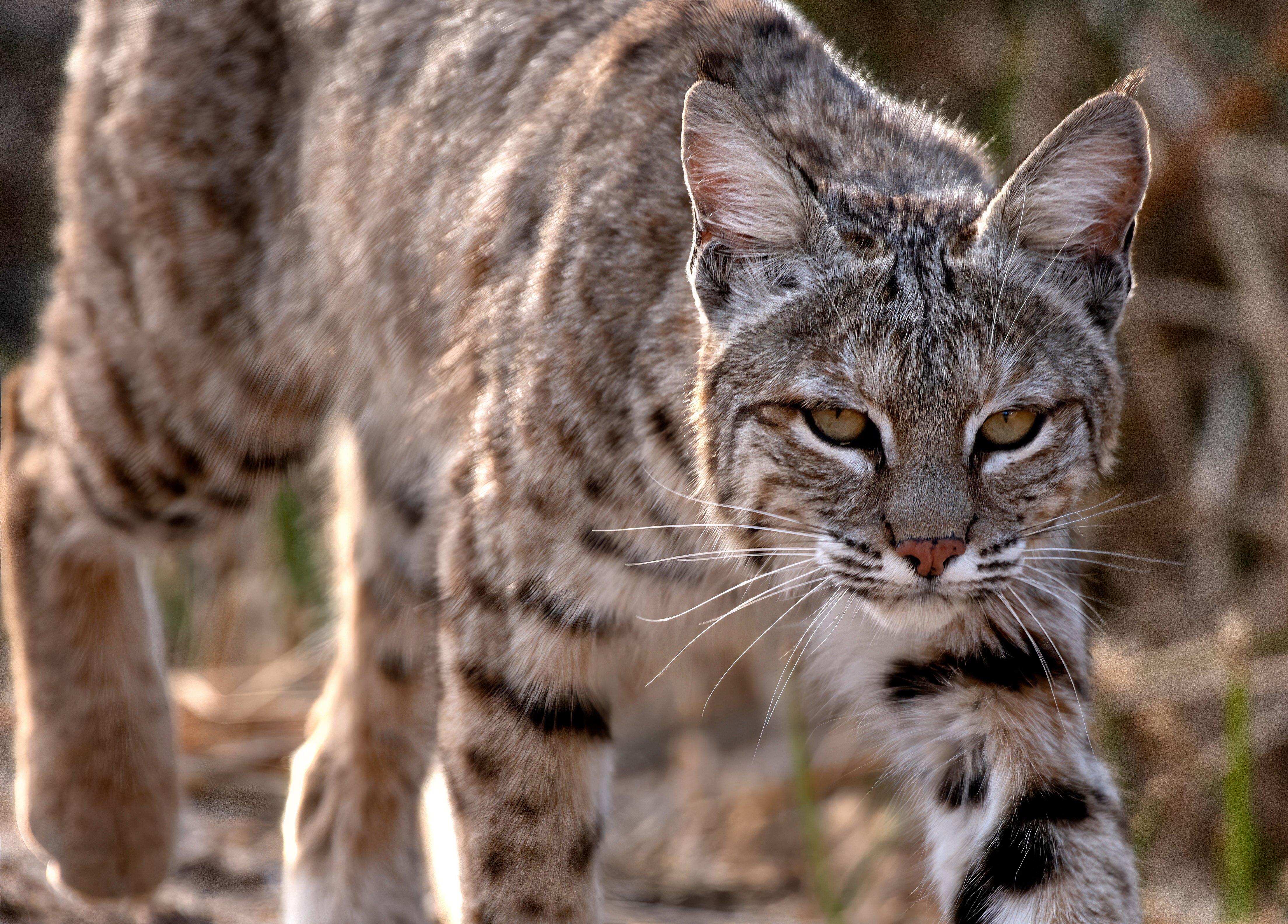 Image: bobcat_02