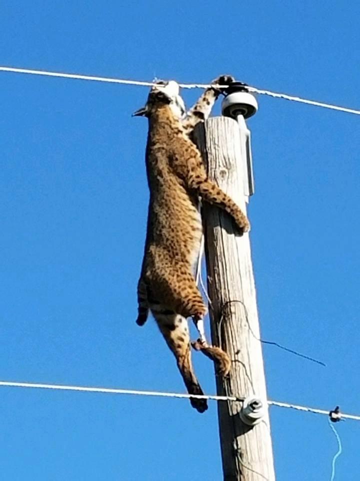 A Wheatland lineman discovered a bobcat dangling from the line. Photo by Chris Oliver