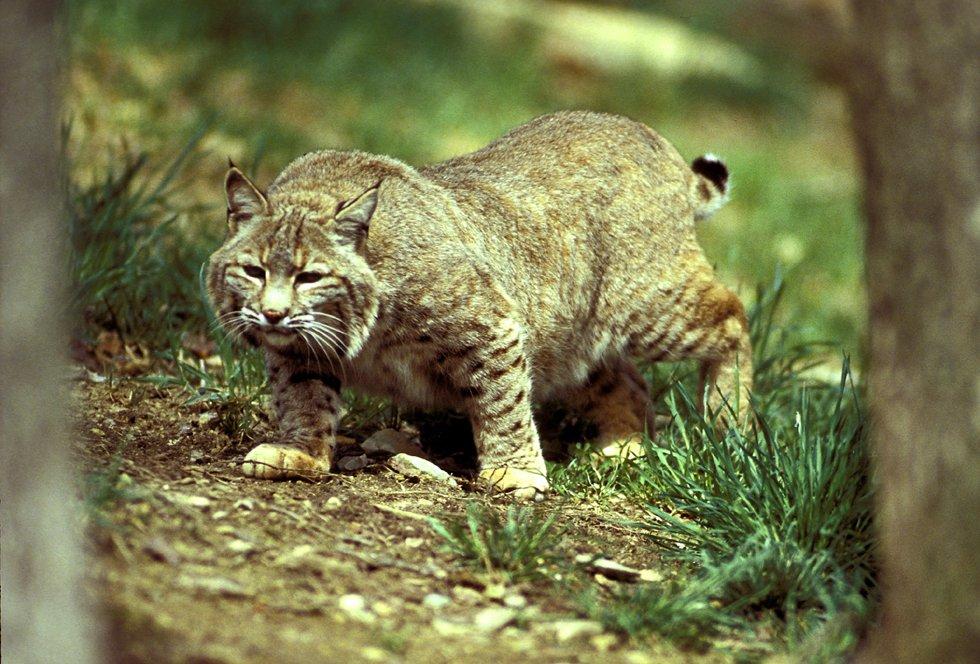 Illinois bobcat stalking, IDNR photo