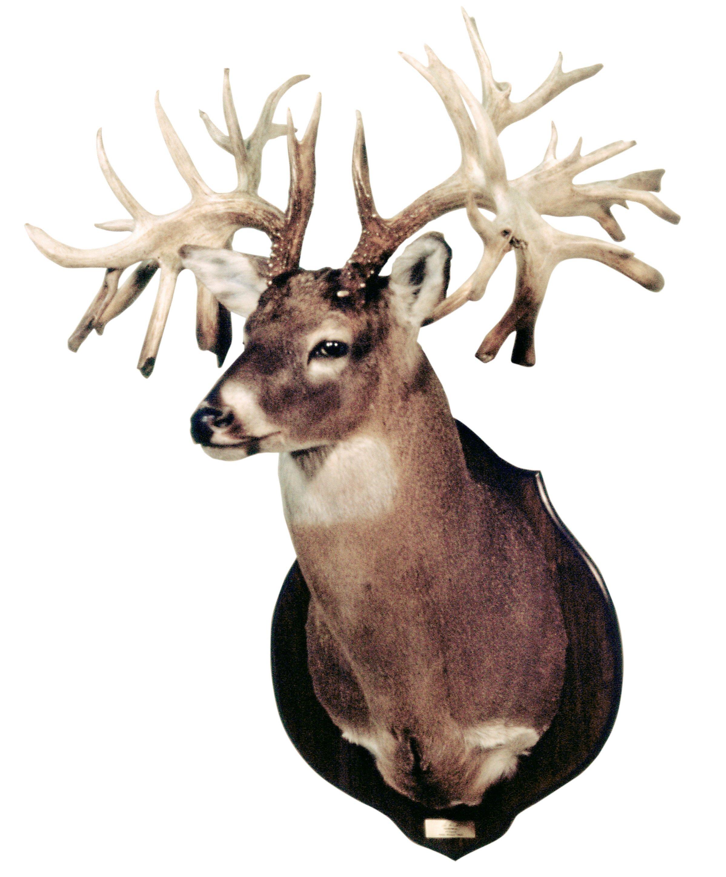 Image: boone_and_crocket_nontypical