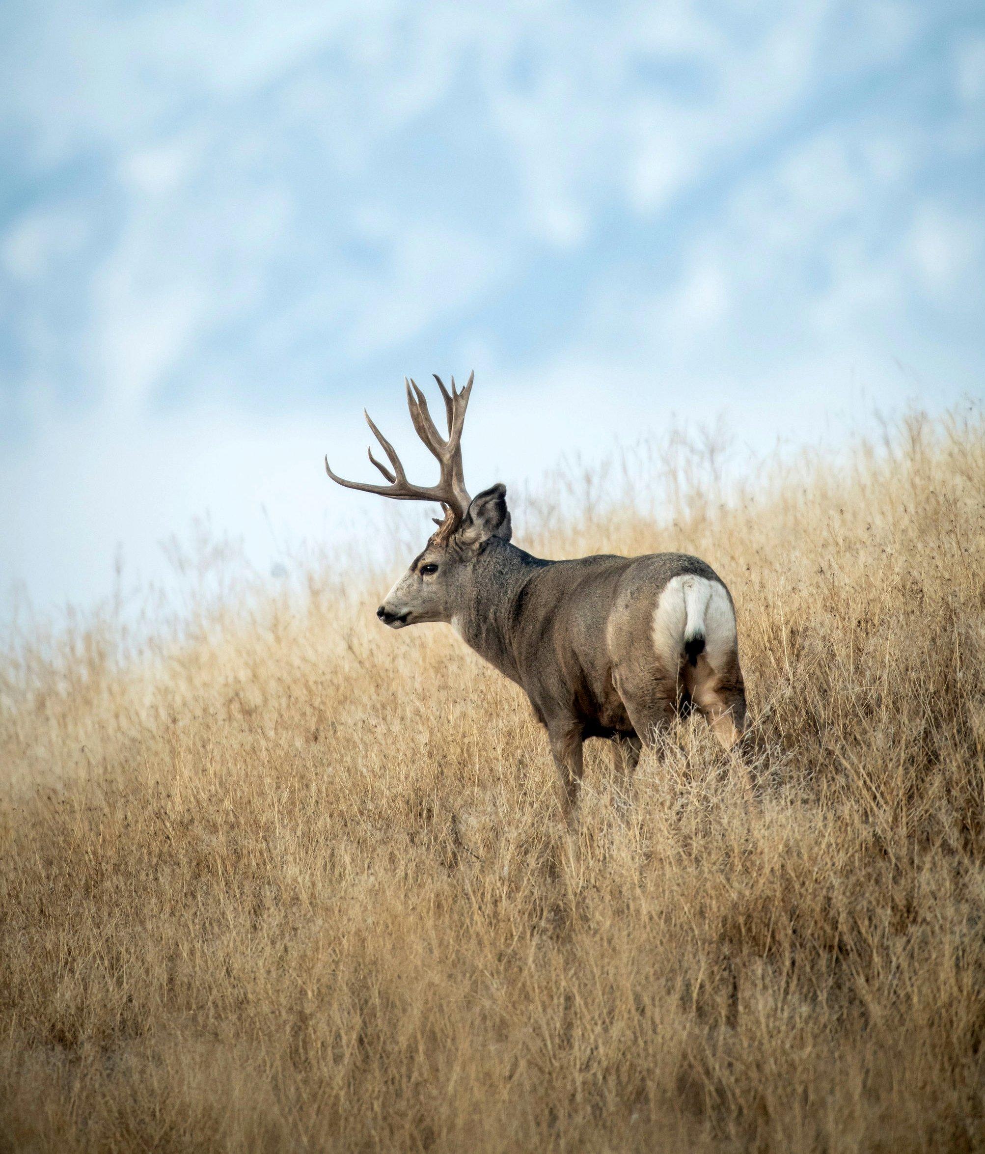 Shocking Changes To Missouri Bow Hunting In 2024 - niriu6n