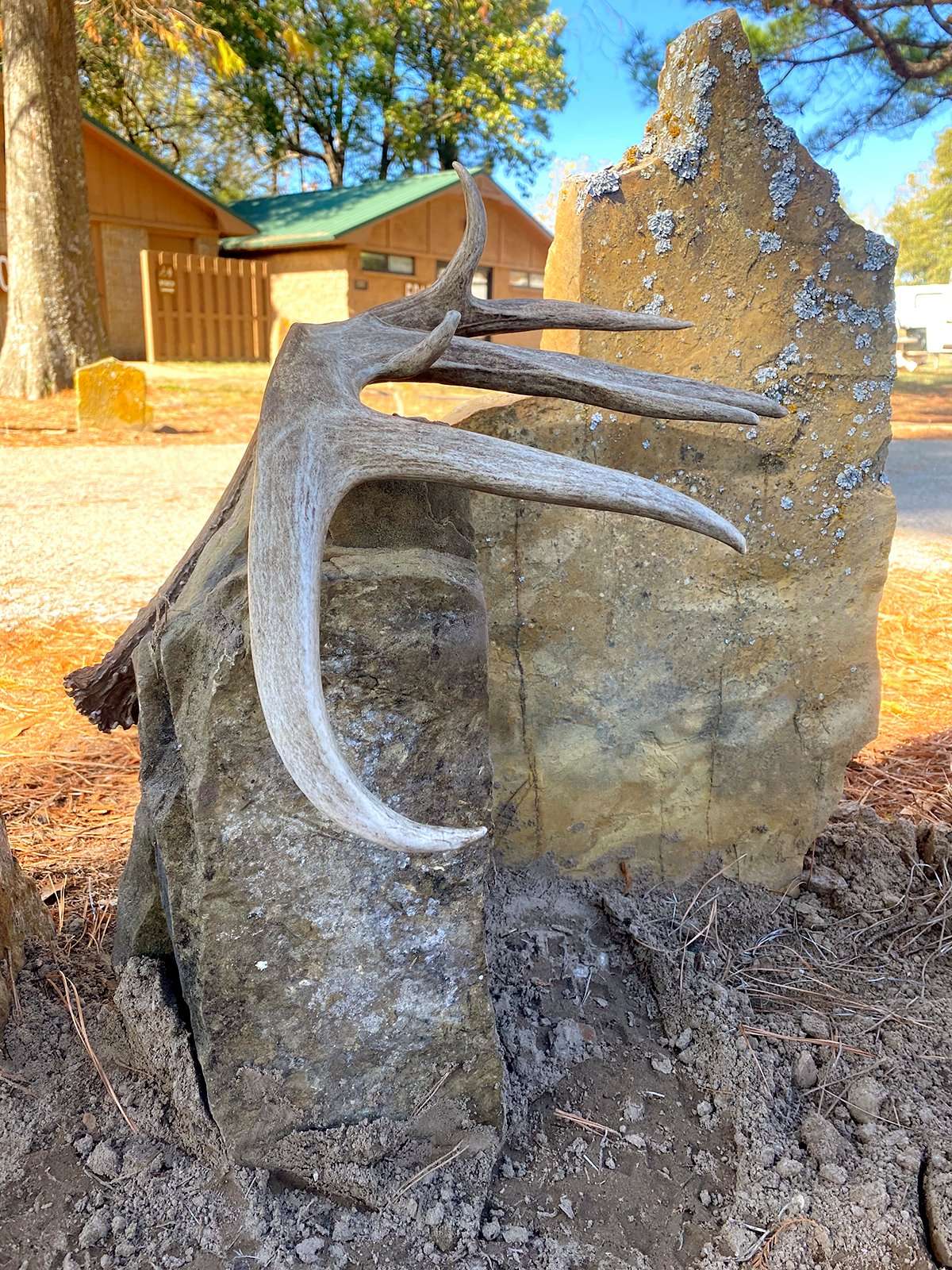 It's a ritual at the McAlester Army Ammunition Plant to plant a rock when a buck scoring more than 125 inches is harvested. Bowers was thrilled to plant his rock right next to his father-in-law's rock, which was planted some years ago when Keim harvested the Pope & Young-class buck pic-tured above. Image courtesy of Jerry Bowers