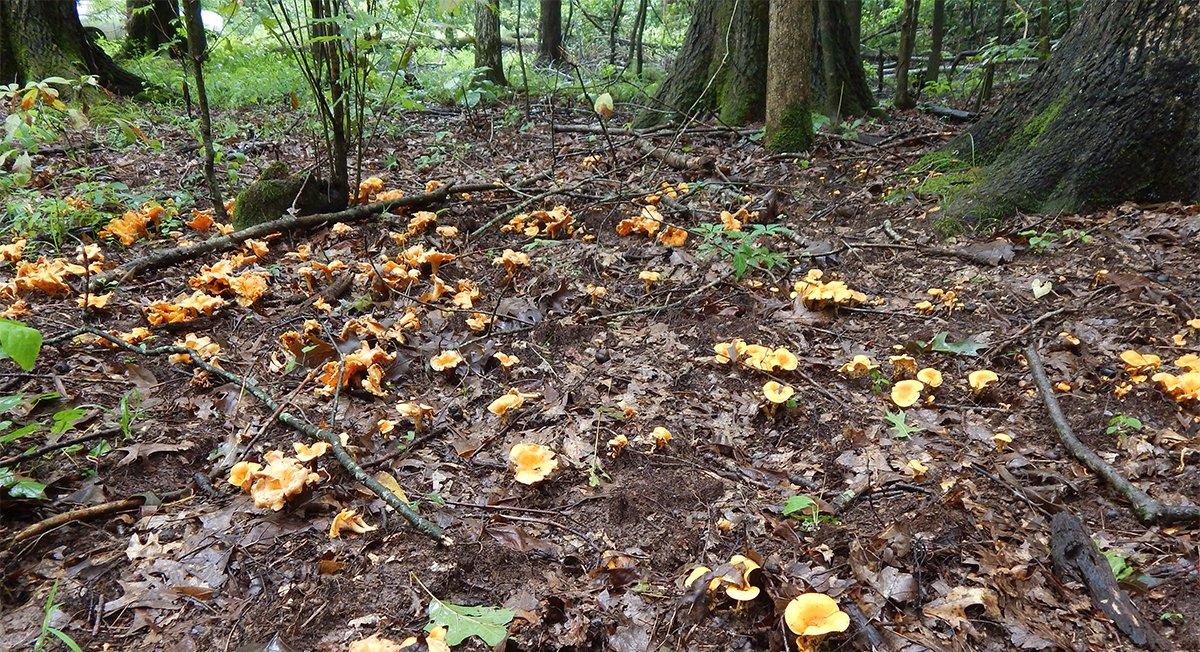 One of the best things about chanterelle mushrooms are that they tend to grow in groups, making it easy to pick enough for several meals. Image by Brad Pendley