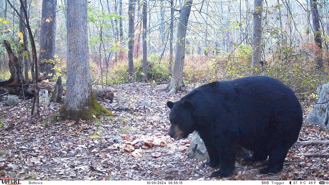 Image: brian_melvin_bear_1