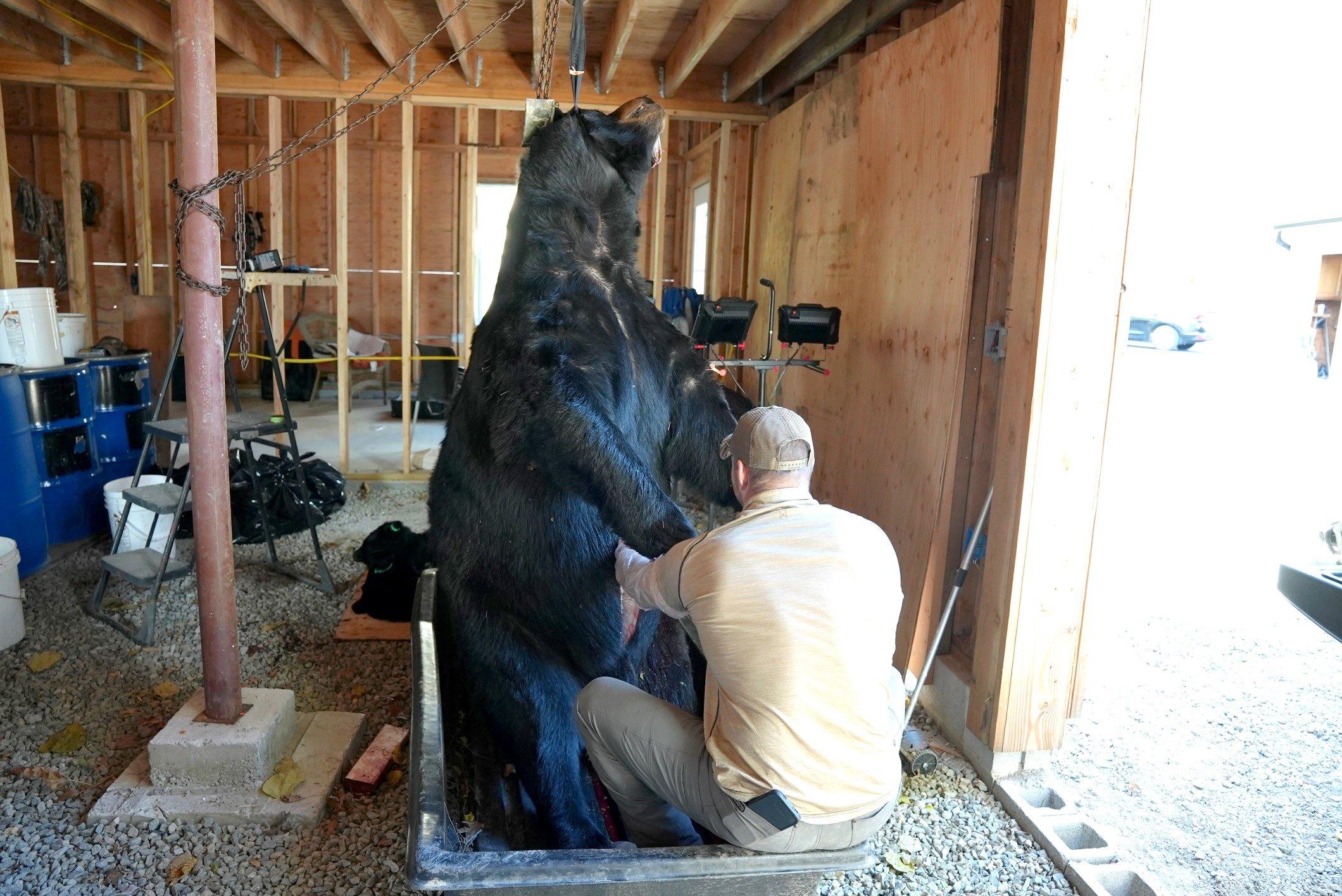 Image: brian_melvin_bear_2