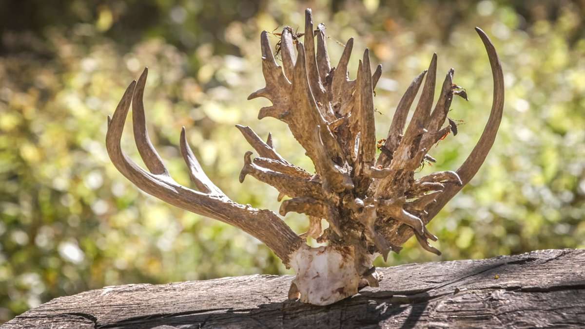 The Butcher buck is the new Kansas state record and the second-largest hunter-harvested buck of all time. (Brian Butcher photo)