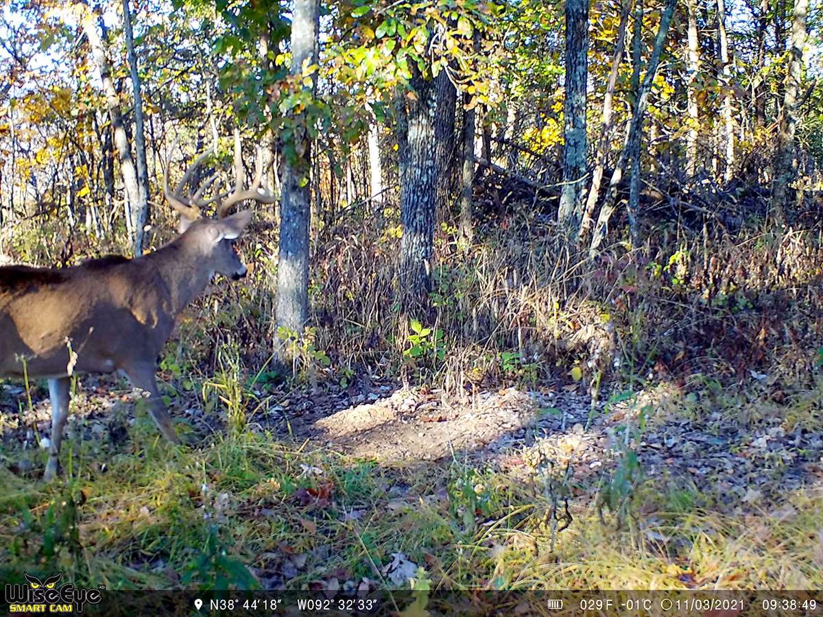 The buck was already a big whitetail in 2021. Image courtesy of Brock Wilson The buck was already a big whitetail in 2021. Image courtesy of Brock Wilson