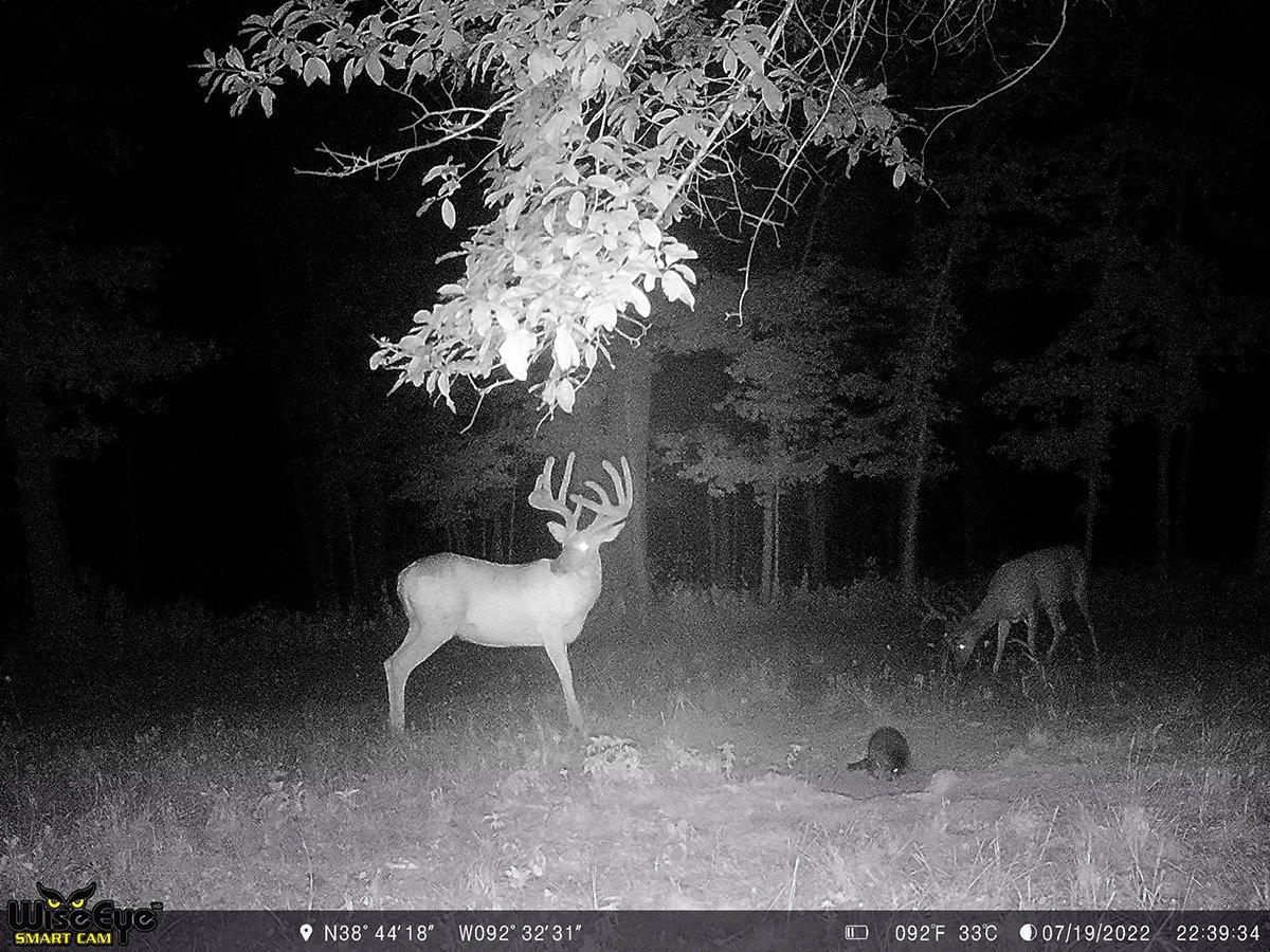 This season, the massive Missouri buck grew into an absolute monster. Image courtesy of Brock Wilson