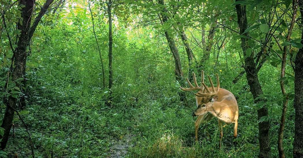 After killing the deer, a neighboring hunter more than a mile away sent Current velvet photos of the big deer. (Brook Current courtesy photo) After killing the deer, a neighboring hunter more than a mile away sent Current velvet photos of the big deer. (Brook Current courtesy photo)