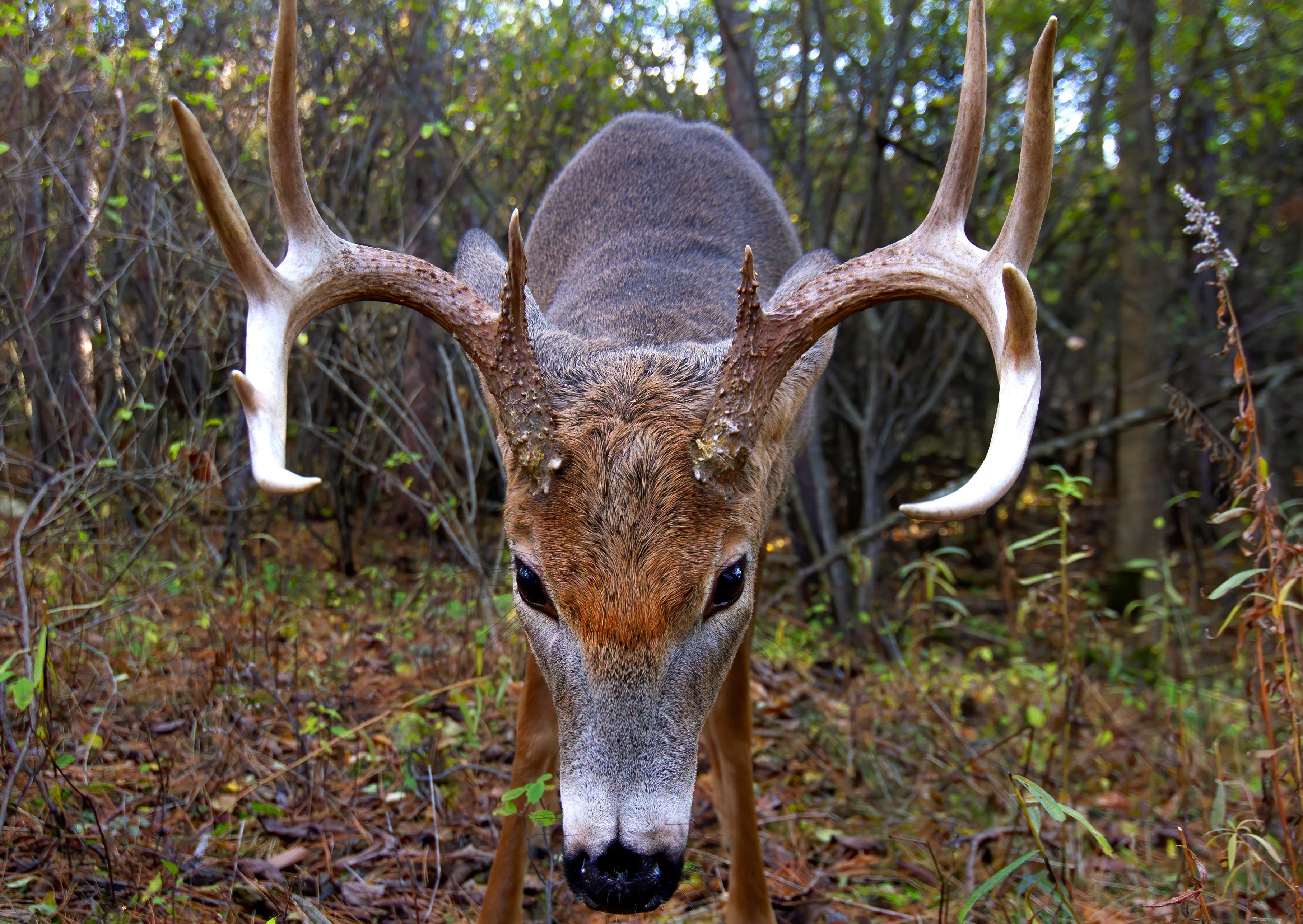 Image: buck_aggressive_4