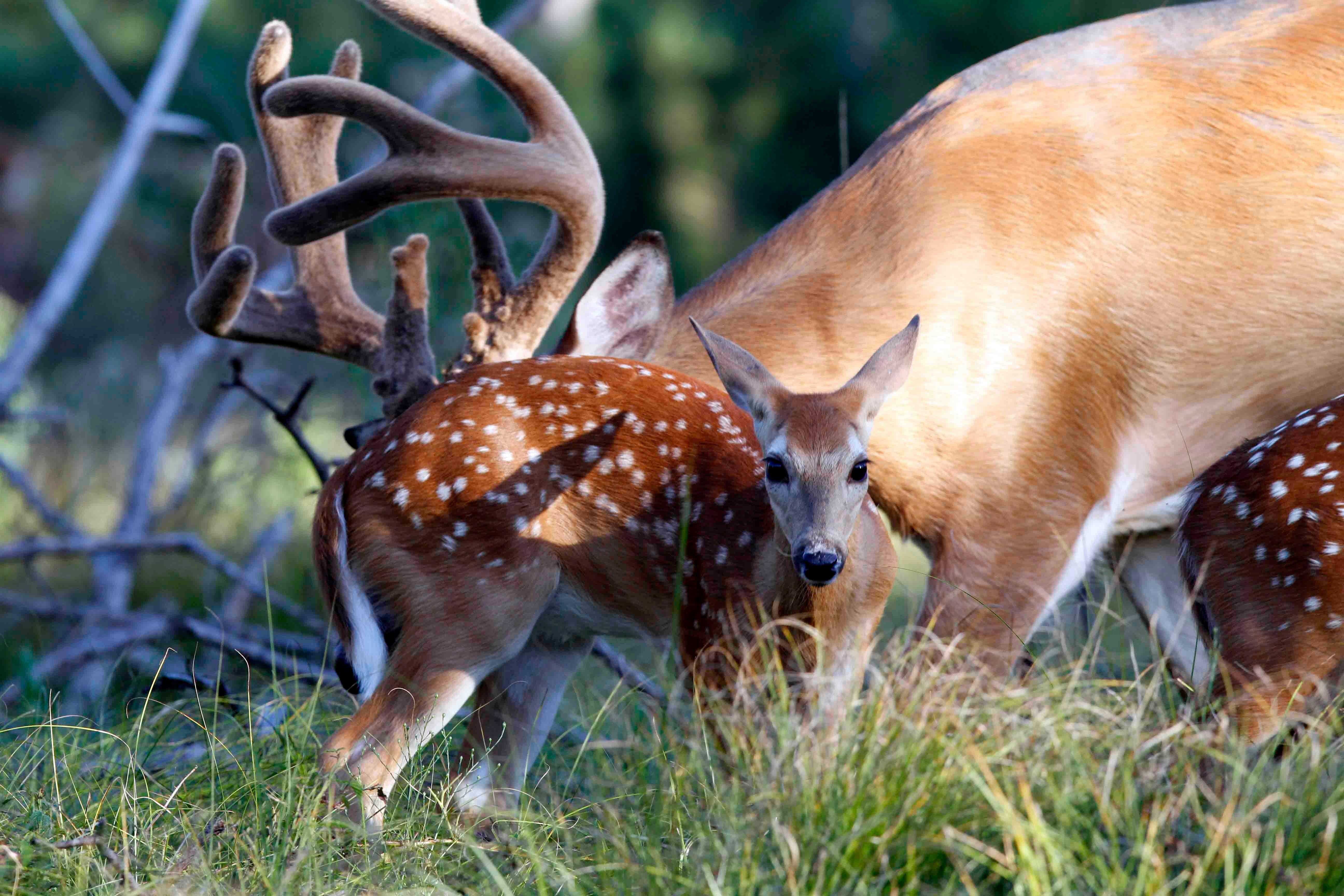 Velvet Buck and Fawn