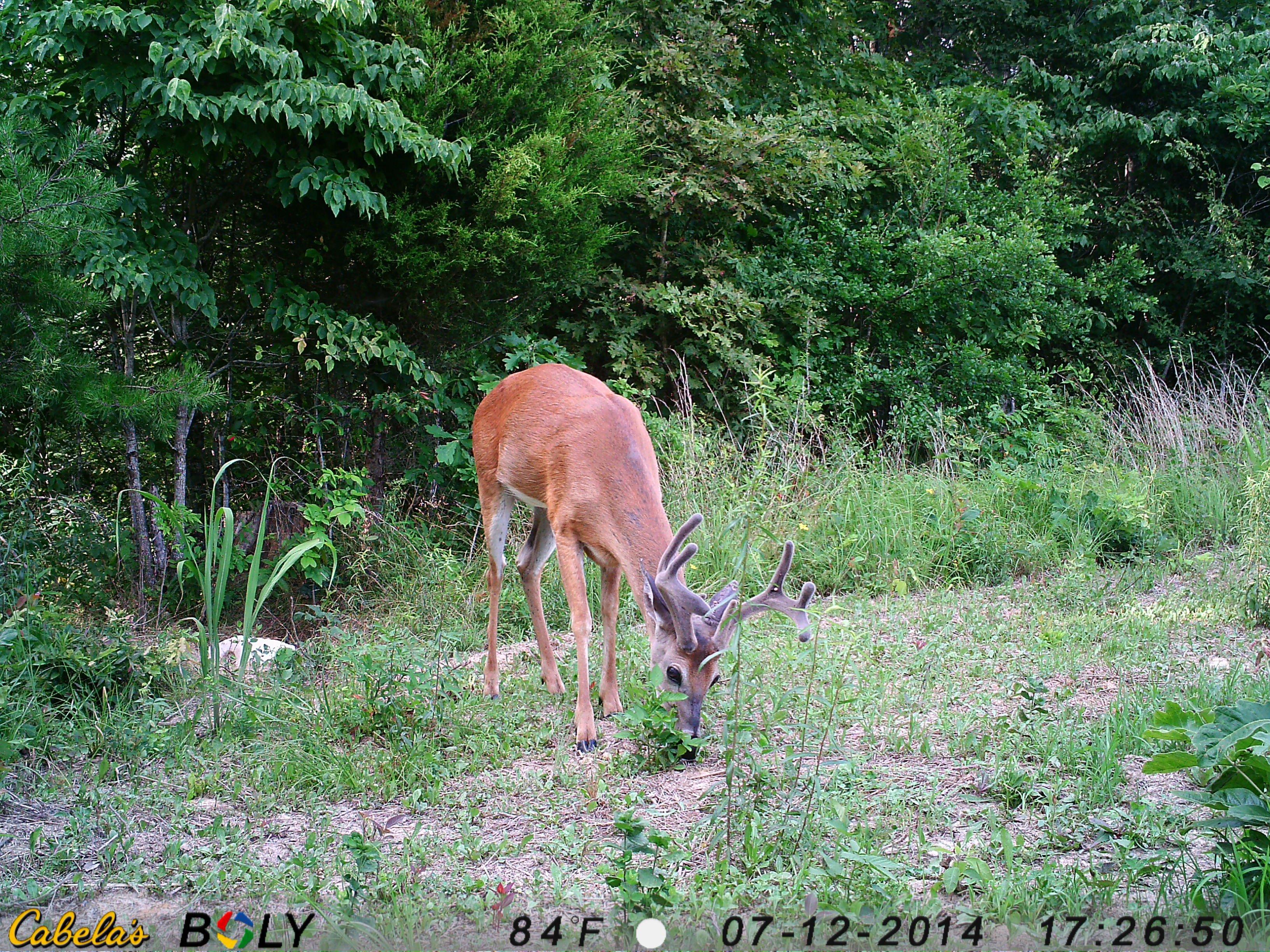 Velvet Whitetail Buck July 12