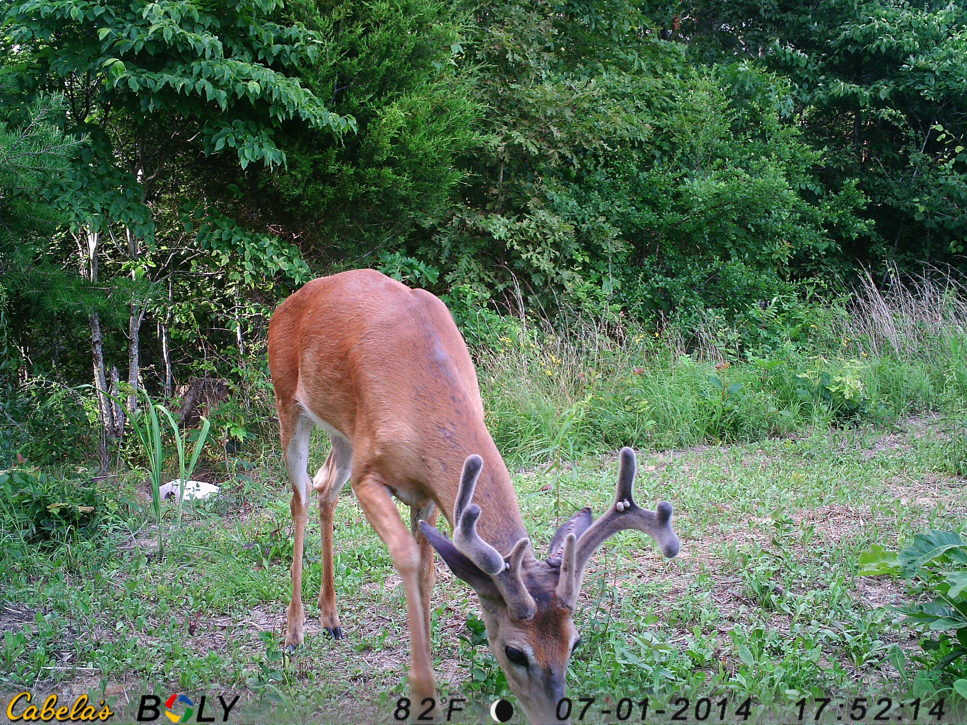 Velvet Whitetail Buck July 1