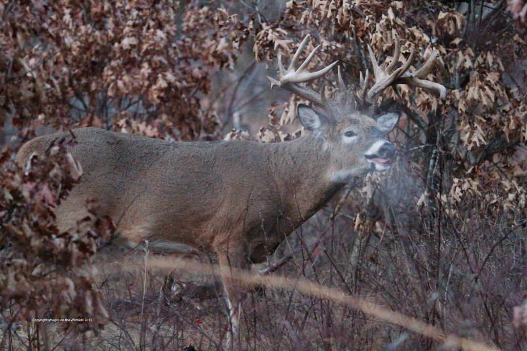 Scent checking buck