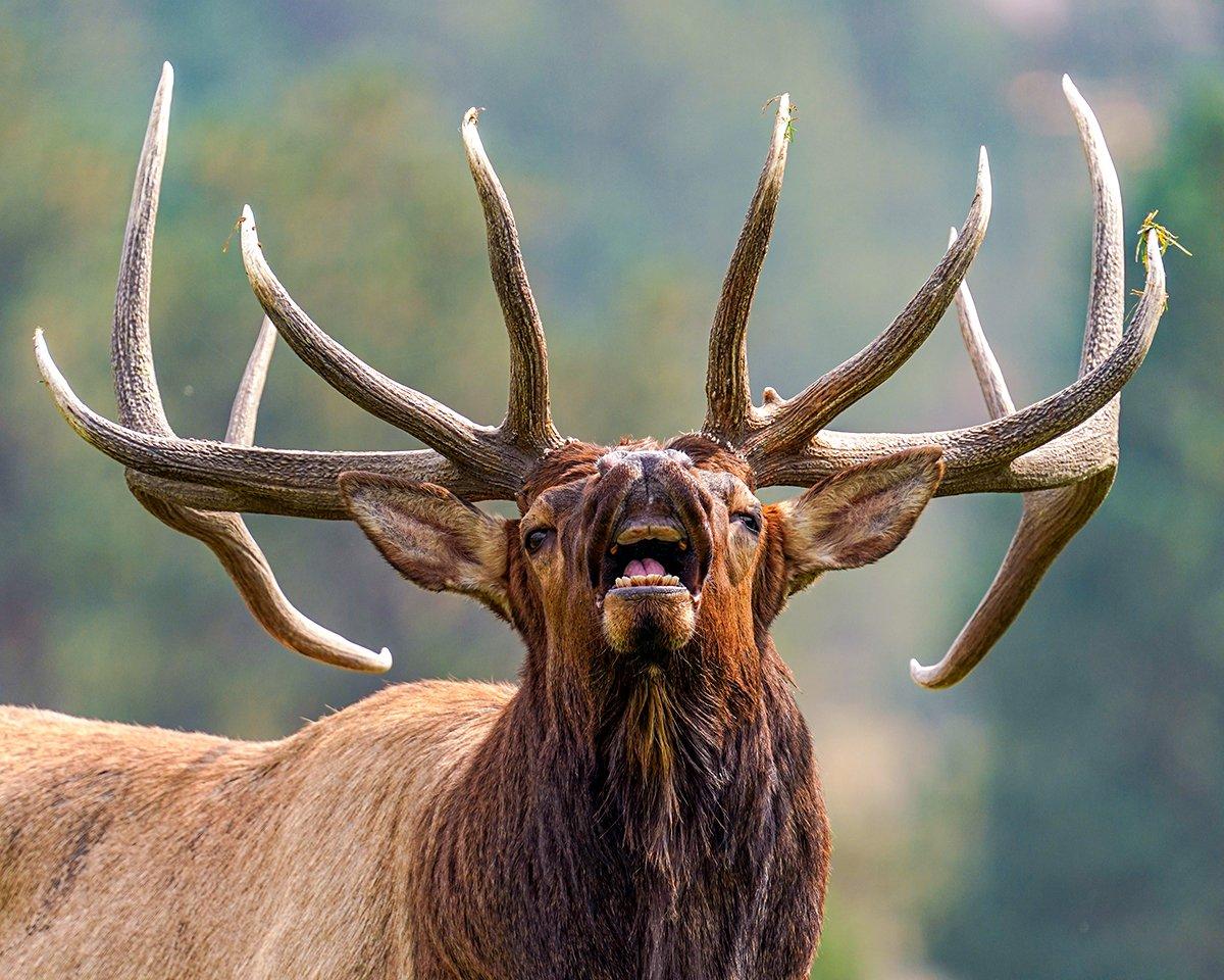 In Colorado, muzzleloader and bowhunters may be hunting the same rutting elk on public land. Image by Cornelius Doppes / Shutterstock