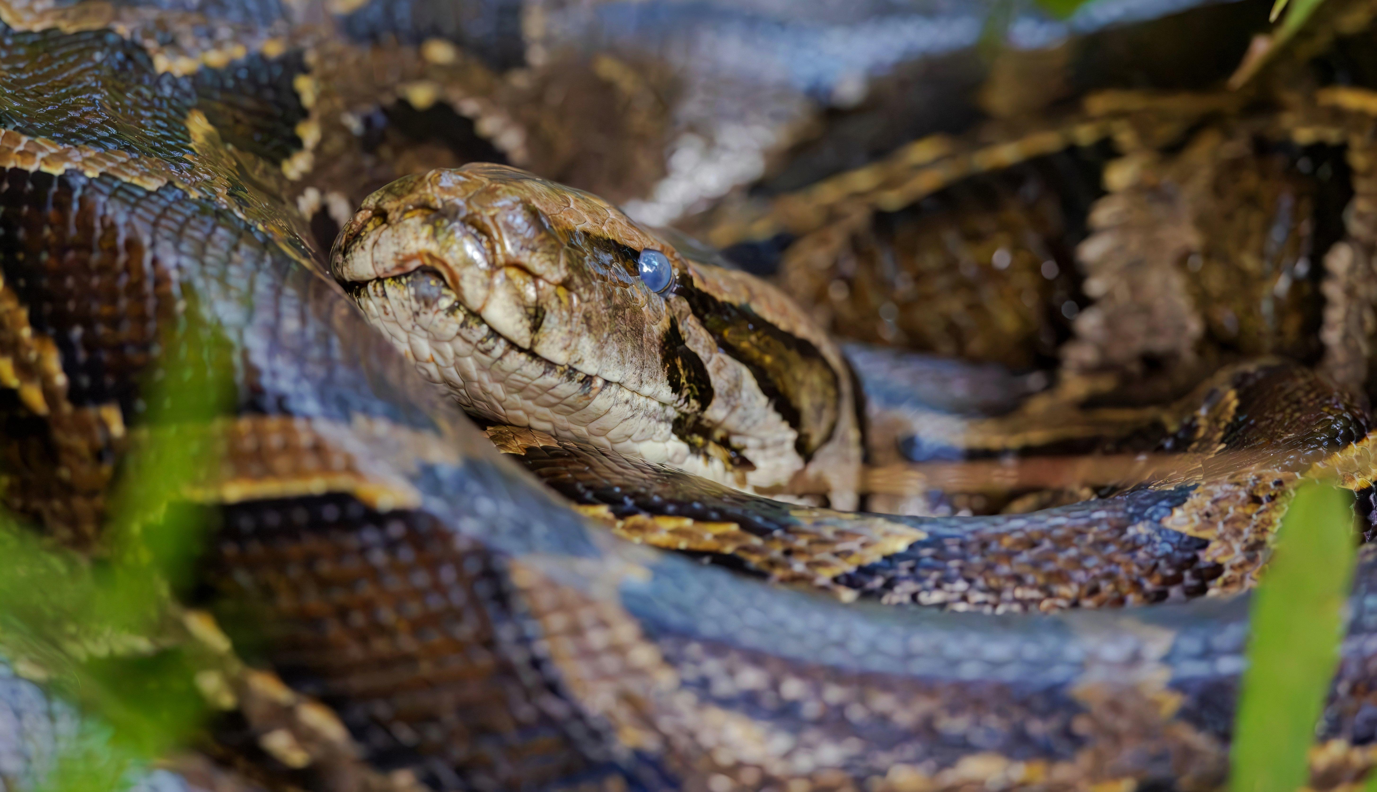 Image: burmese_python