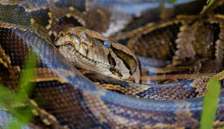 Python Cowboy Captures 17-Foot Snake After Bloody Battle