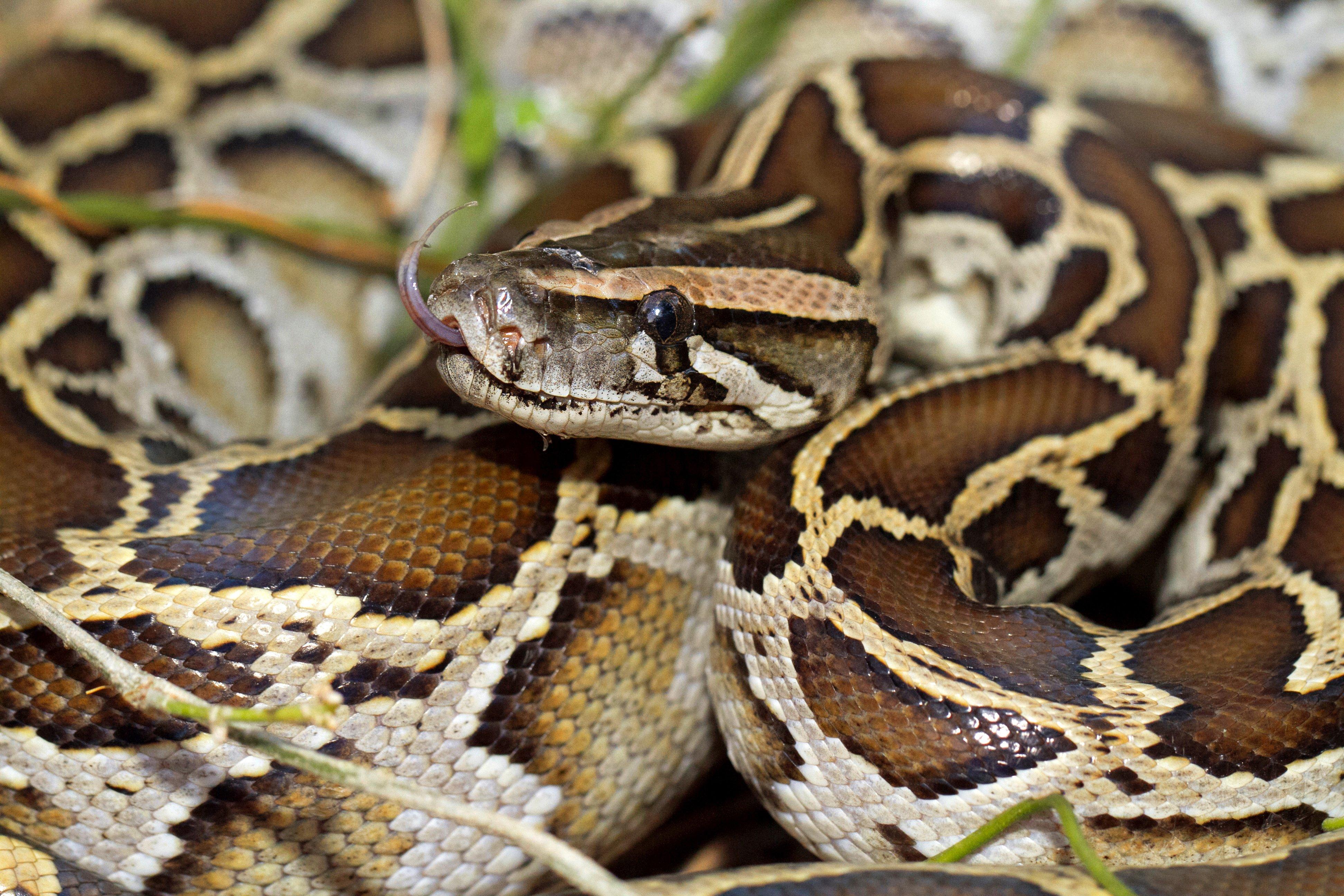 Image: burmese_python_2