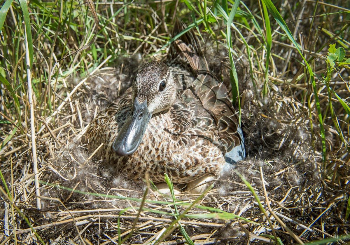 Increasing nesting success to even 30 to 35 percent would produce thousands of more ducks. Photo © Delta Waterfowl