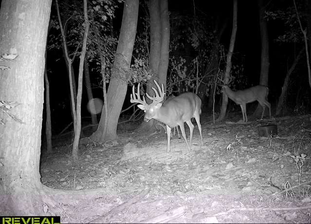 Pendley discovered that riding his four wheeler to check cameras would push the buck out of the area for a few days.