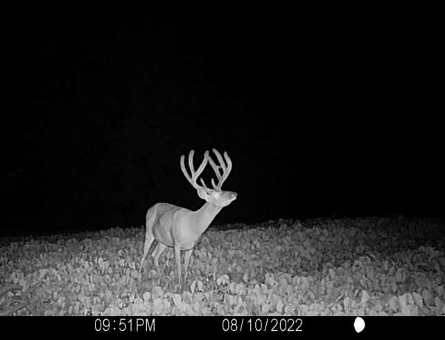 While LaMond had never seen the buck before, several neighbors had gotten trail camera photos of him.